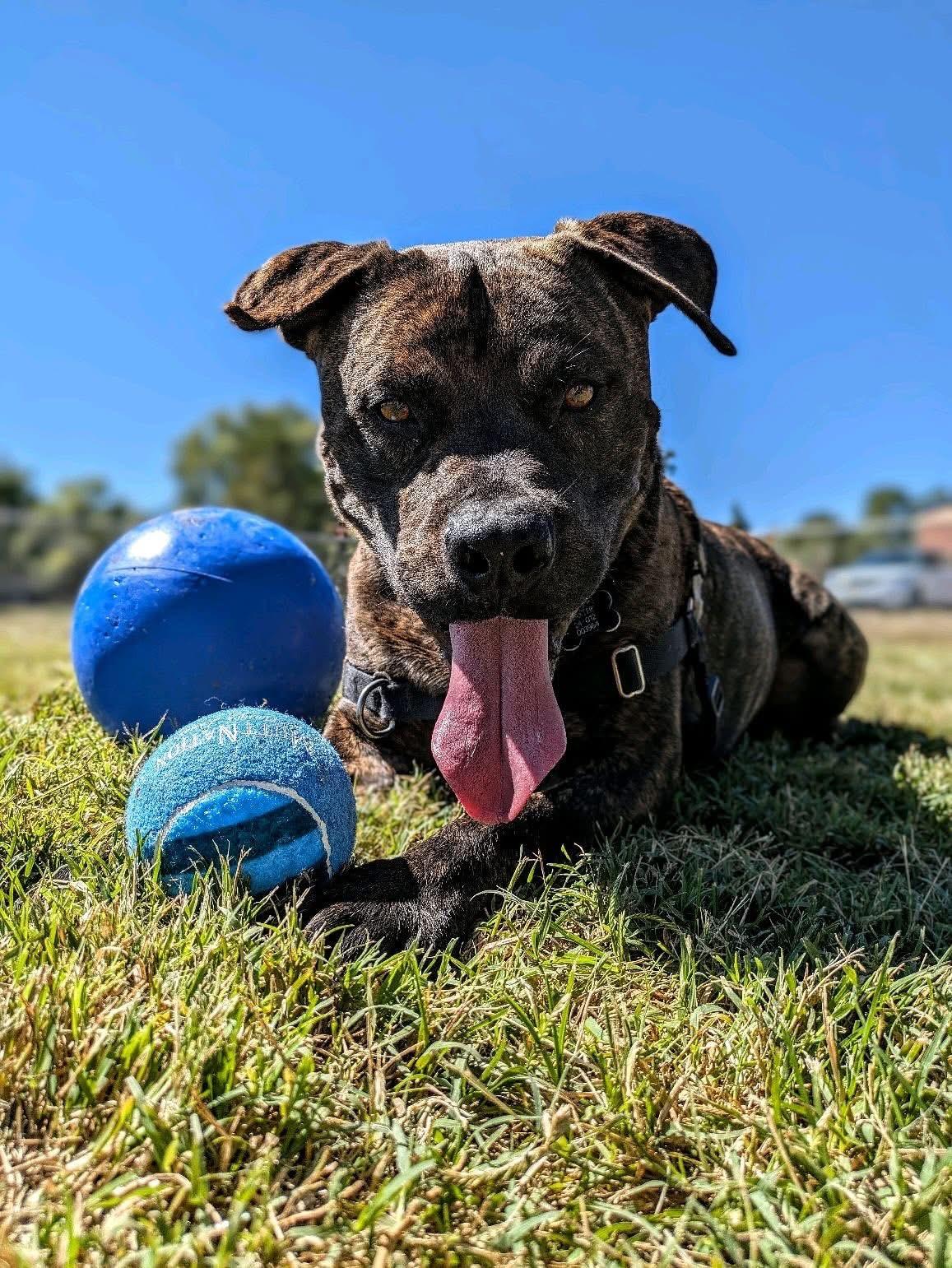 Enlarge Baxter B, a Adoptable mixed breed in Pueblo, CO image 6/6