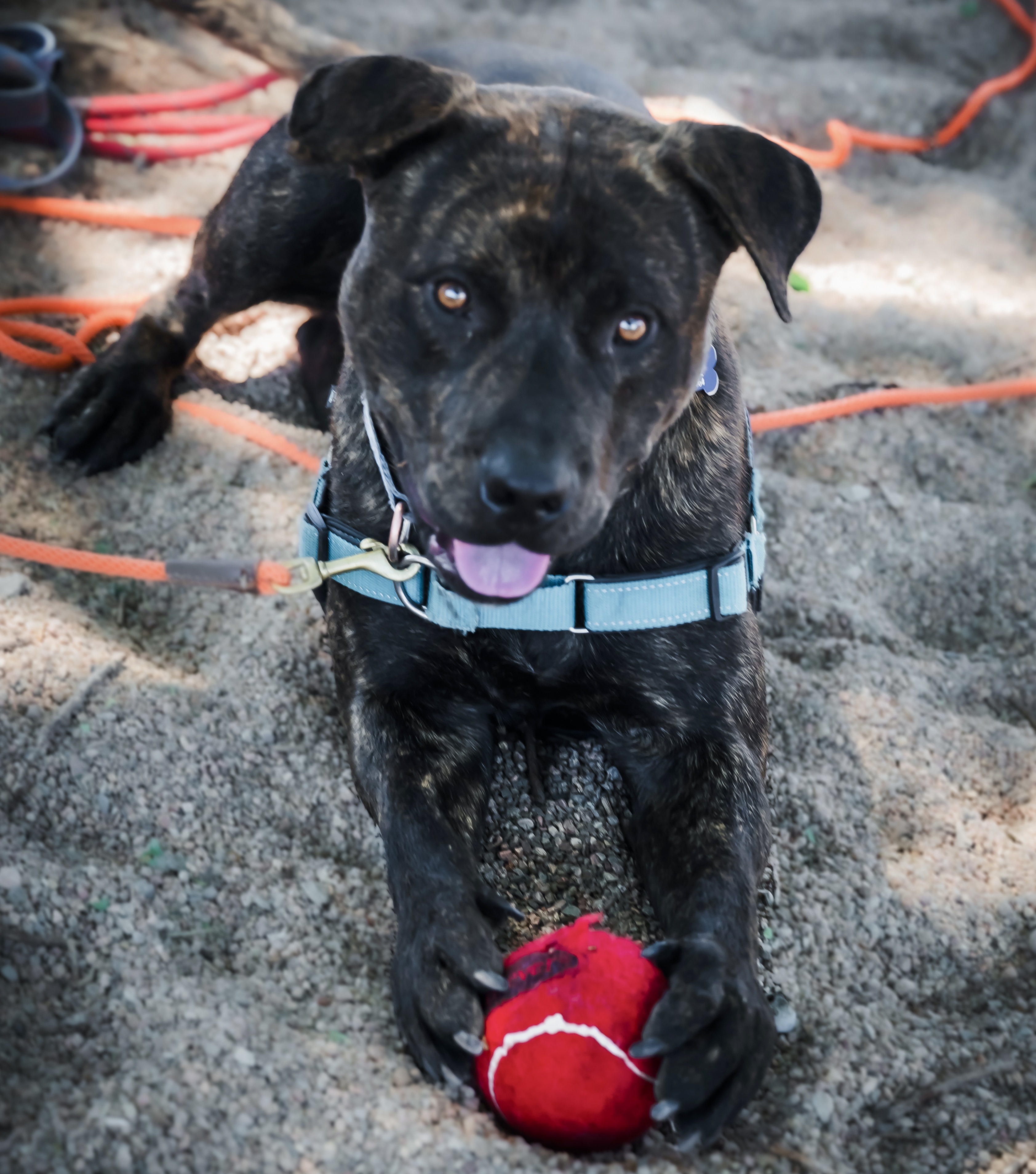 Baxter B, a Adoptable mixed breed in Pueblo, CO image 4/5