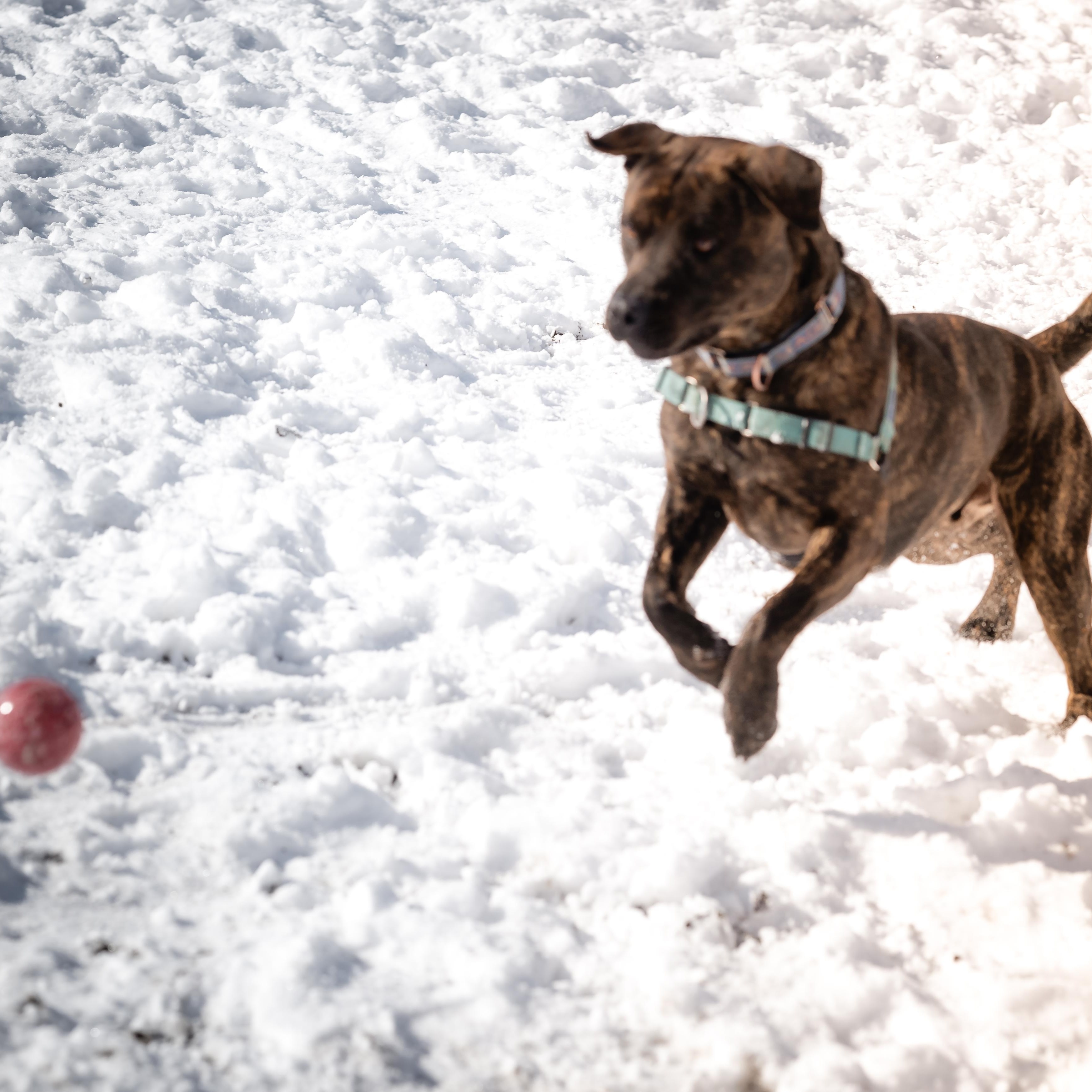Baxter B, a Adoptable mixed breed in Pueblo, CO image 3/5