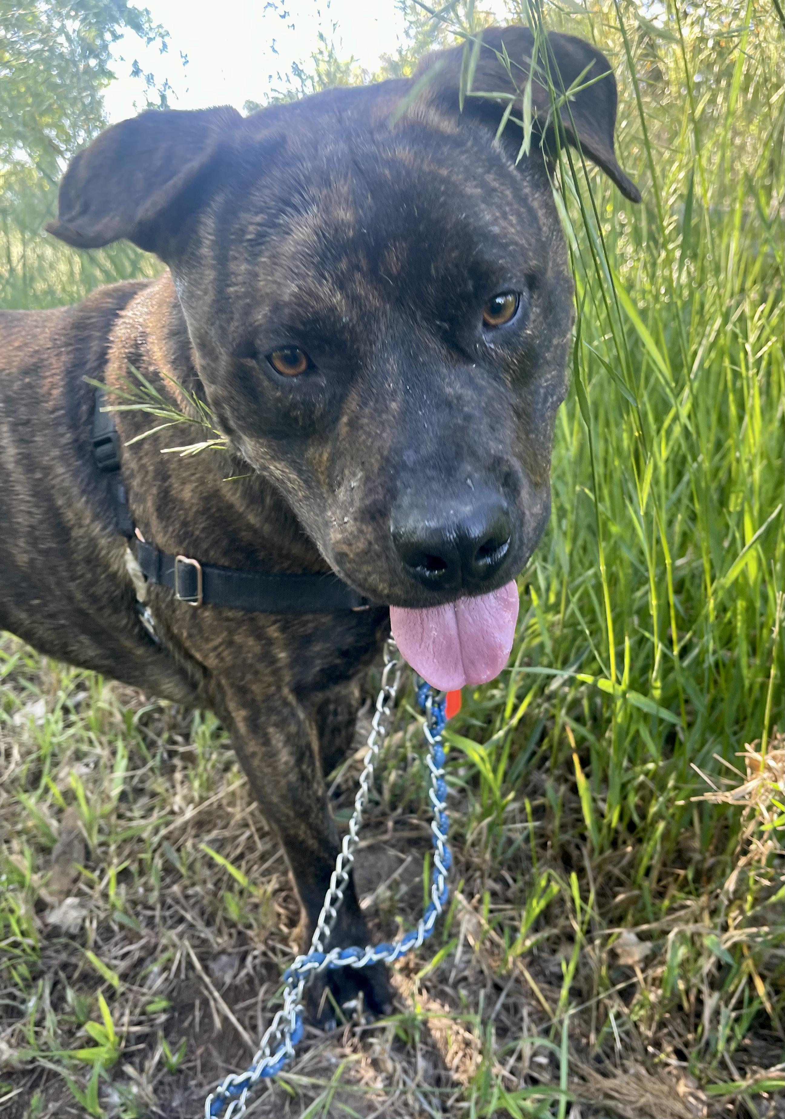 Baxter B, a Adoptable mixed breed in Pueblo, CO image 1/5