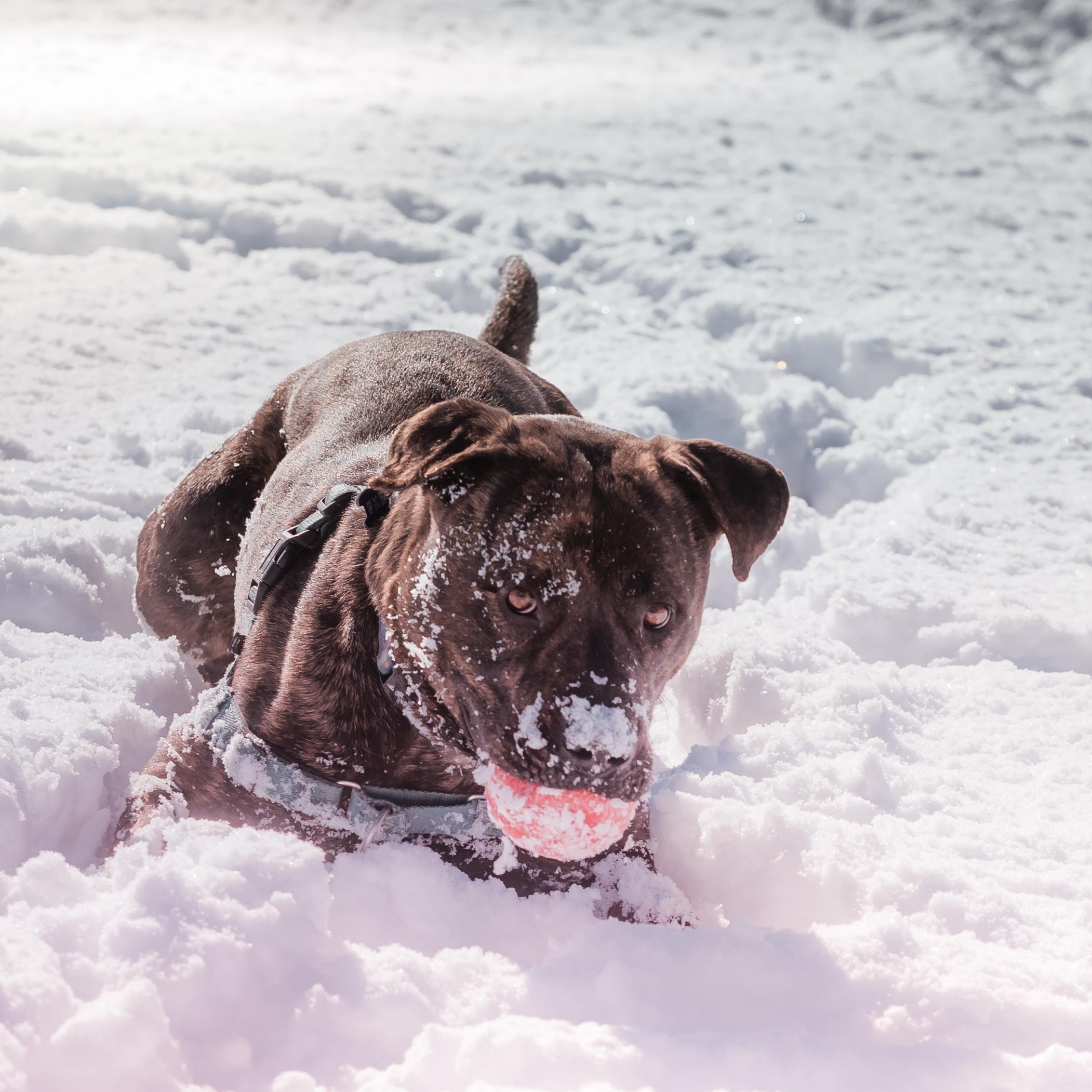 Baxter B, a Adoptable mixed breed in Pueblo, CO image 2/5
