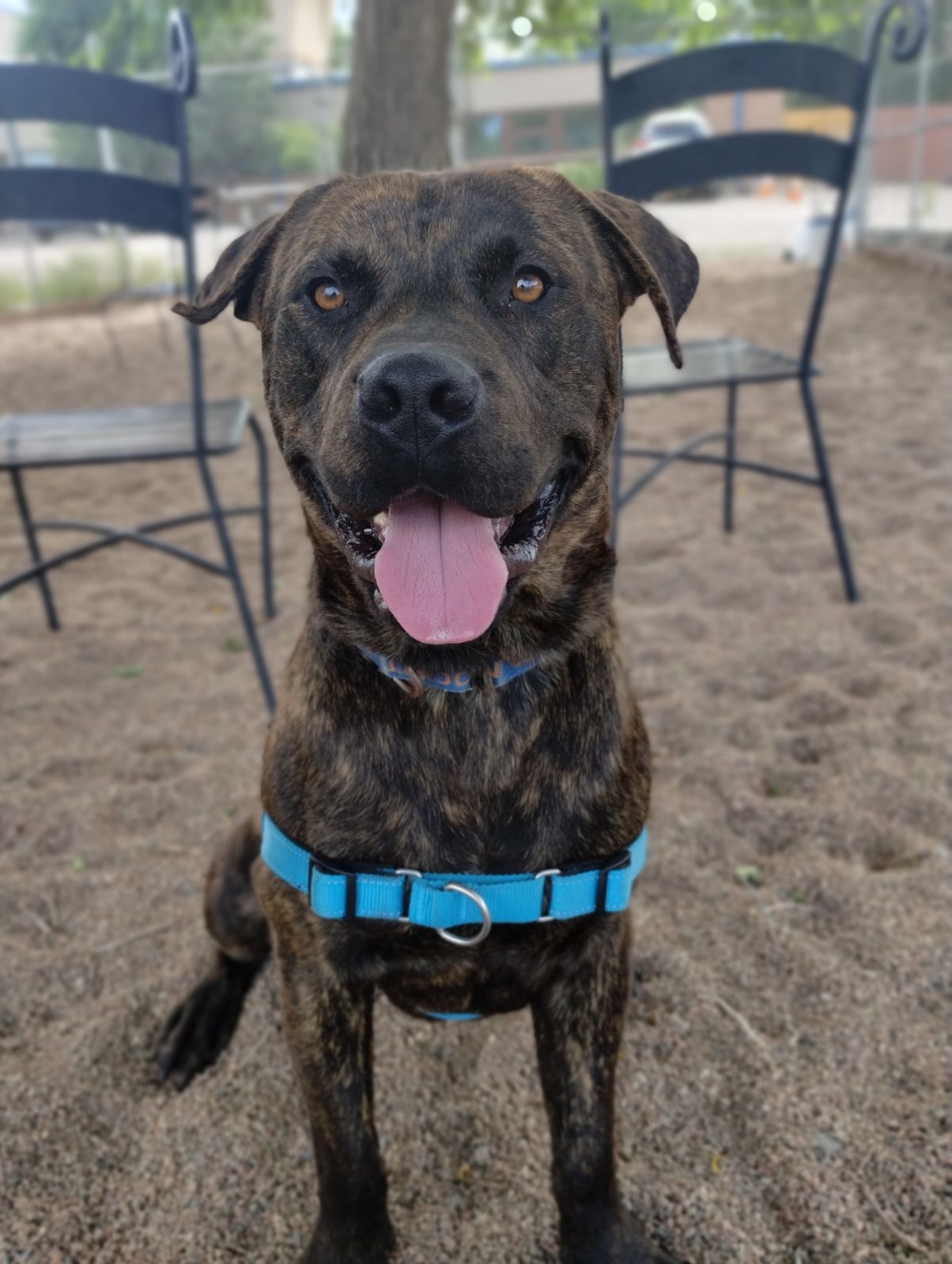 Baxter B, a Adoptable mixed breed in Pueblo, CO image 5/5