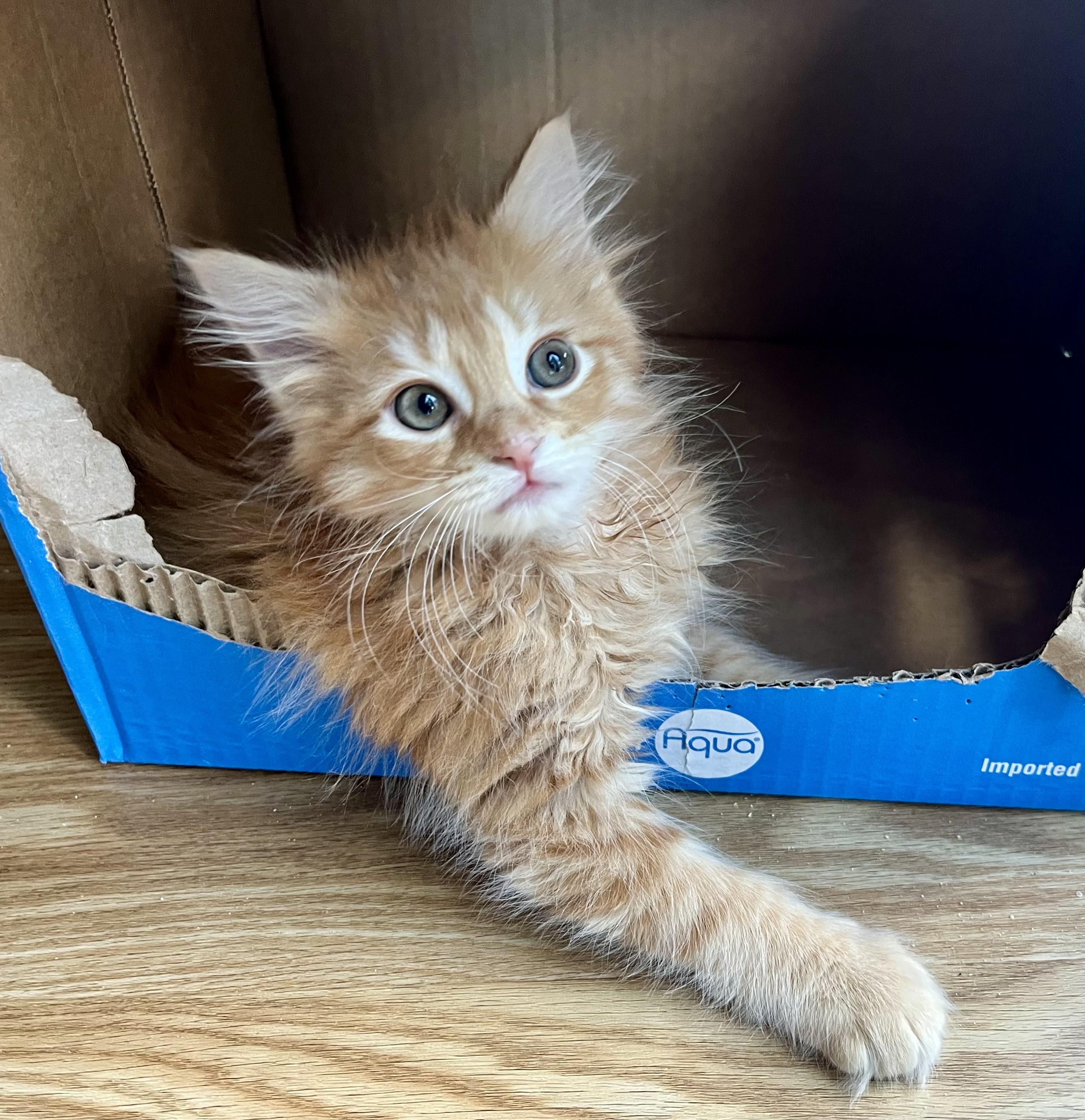 Muenster, an adopted mixed breed in Rocky Hill, CT image 2/5