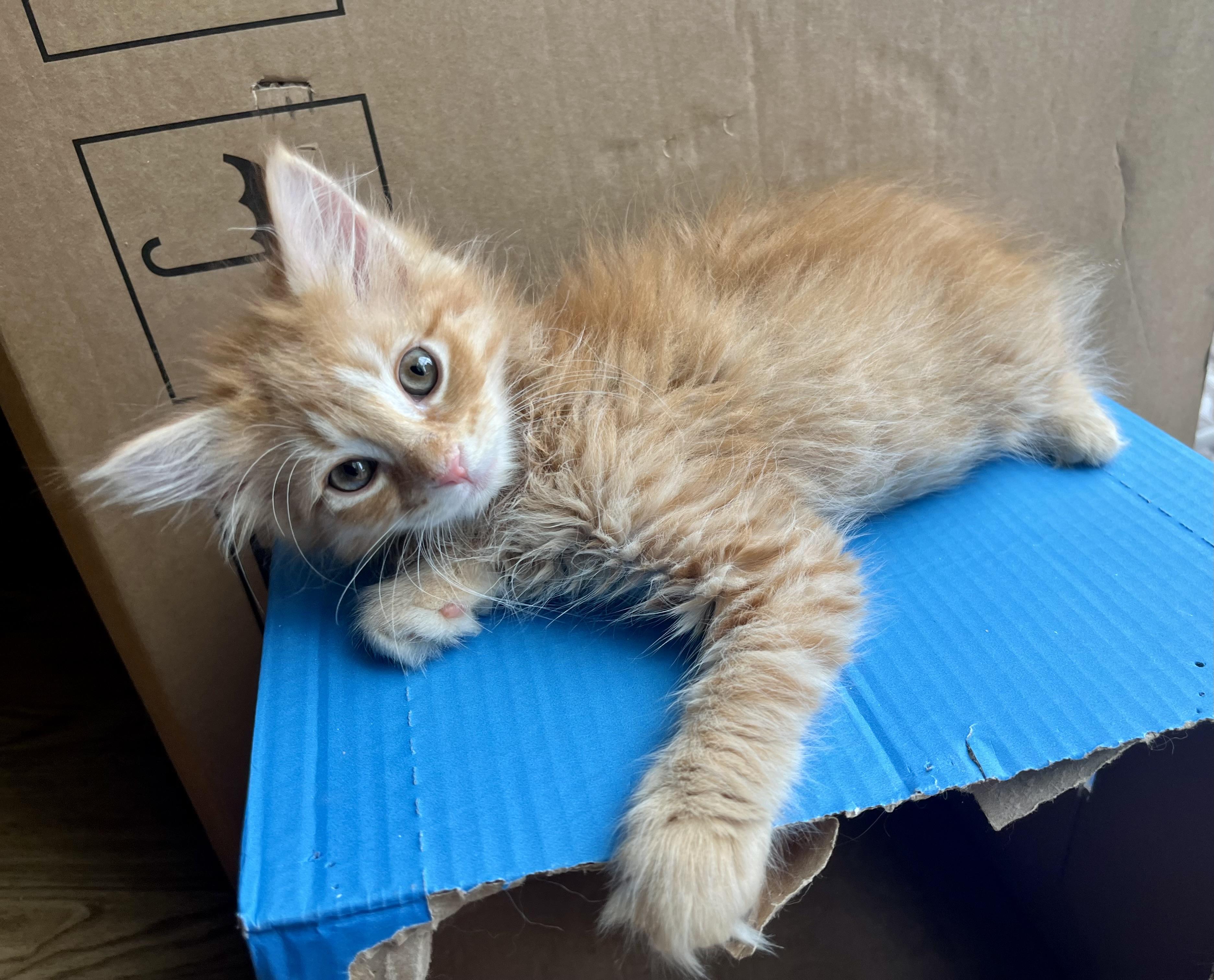 Muenster, an adopted mixed breed in Rocky Hill, CT image 4/5