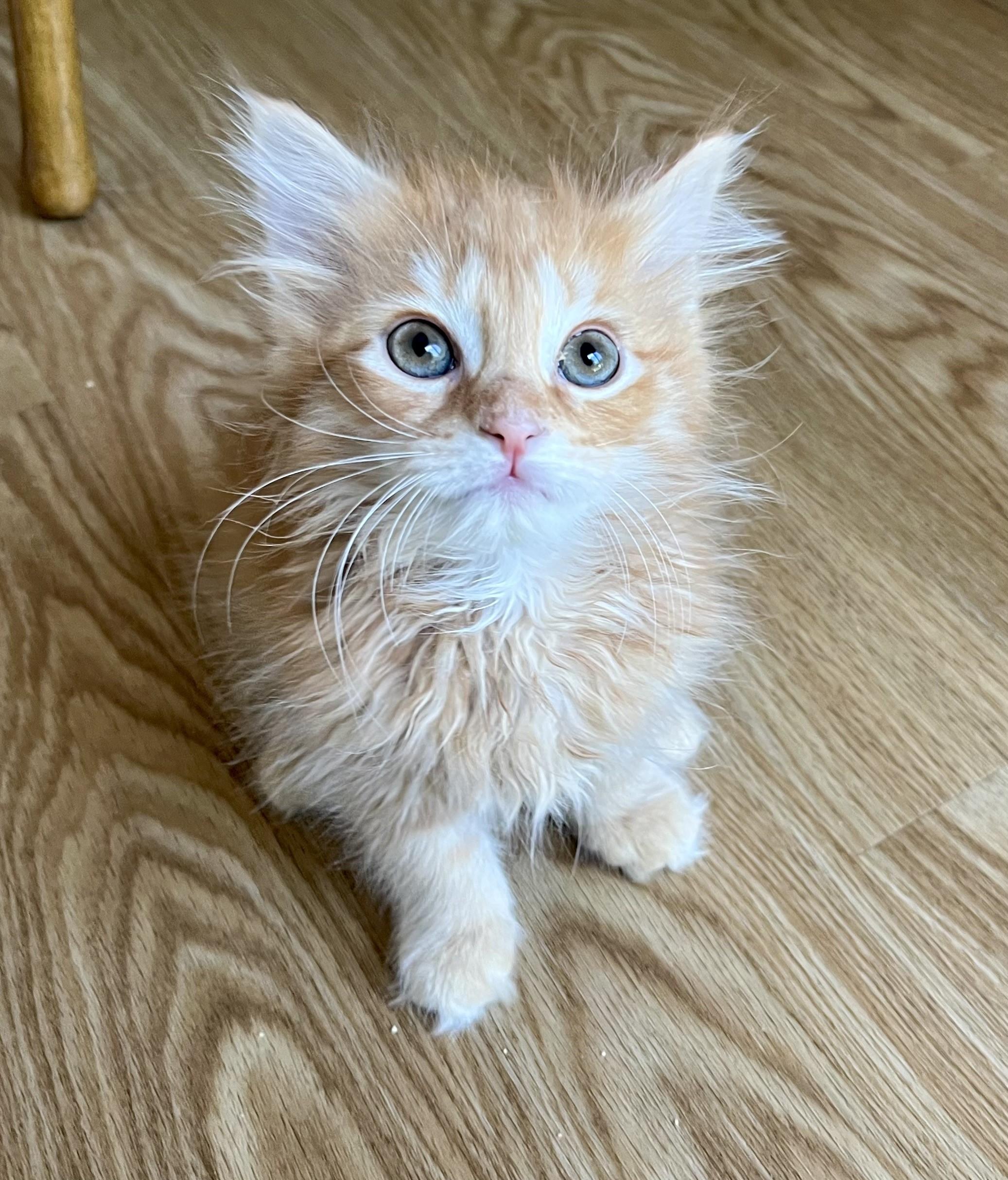 Muenster, adopted, Kitten Female Domestic Long Hair.