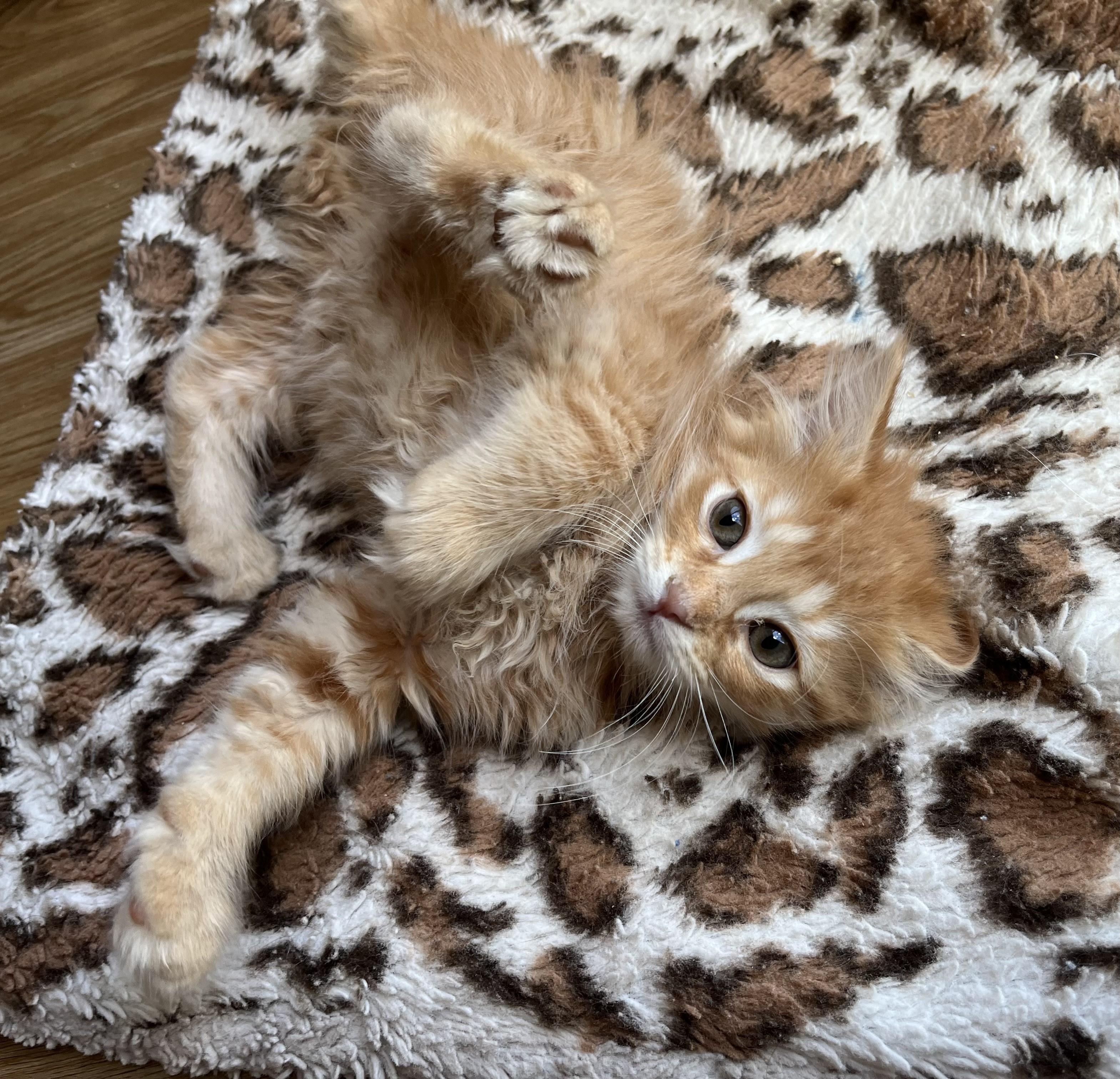 Muenster, an adopted mixed breed in Rocky Hill, CT image 3/5