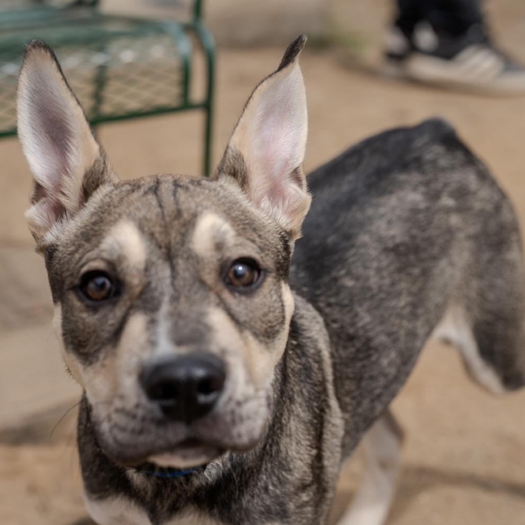 Coco, Adoptable, Puppy Male Terrier & Husky.