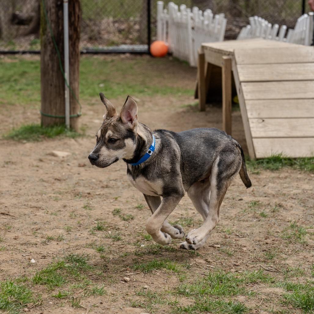 Enlarge Coco, a Adoptable mixed breed in Pawling, NY image 2/6