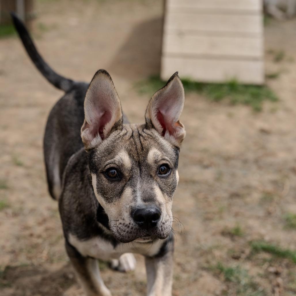Enlarge Coco, a Adoptable mixed breed in Pawling, NY image 3/6