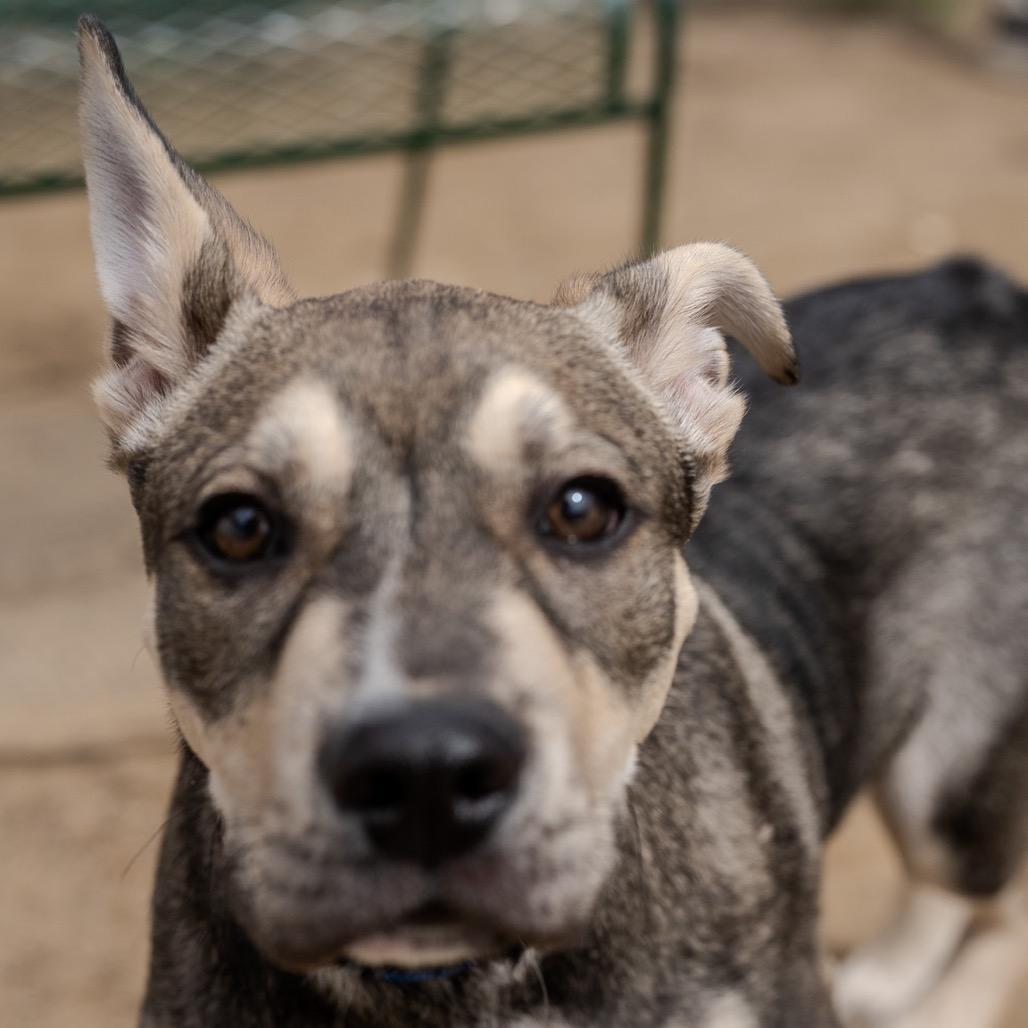 Enlarge Coco, a Adoptable mixed breed in Pawling, NY image 4/6