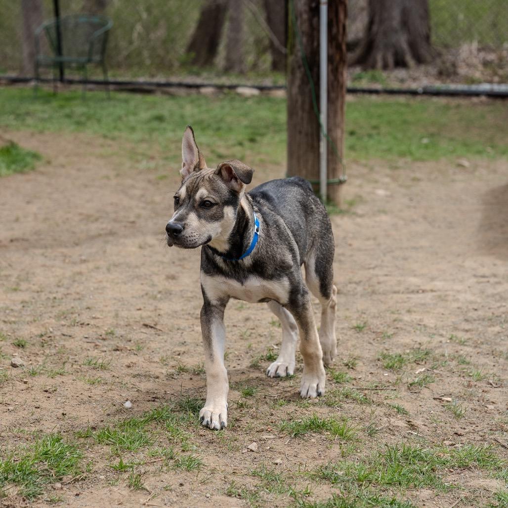 Enlarge Coco, a Adoptable mixed breed in Pawling, NY image 5/6