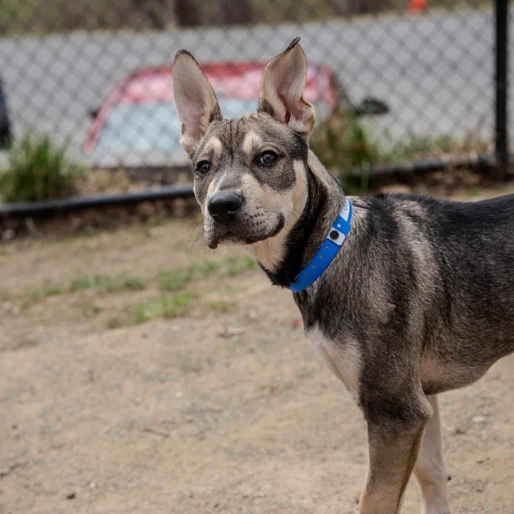Enlarge Coco, a Adoptable mixed breed in Pawling, NY image 6/6