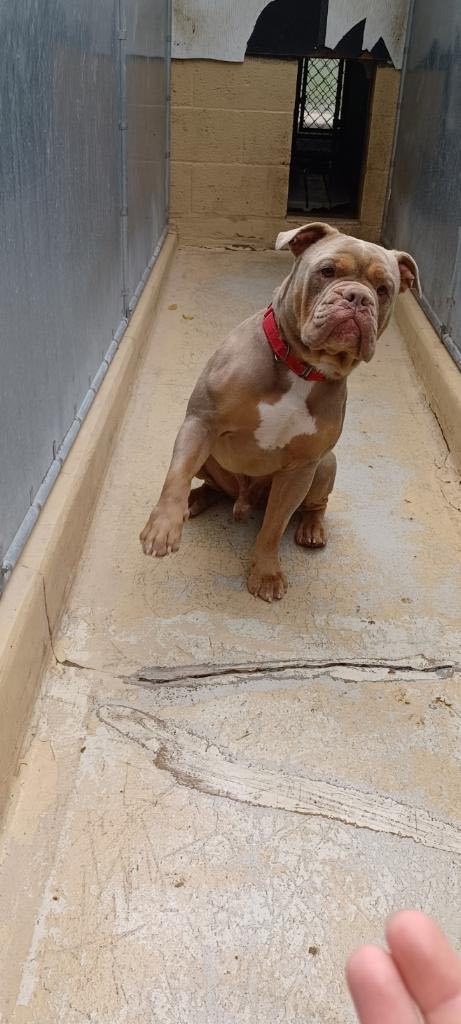 Enlarge Gino, a Adopted American Bully in Fleetwood, PA image 1/2