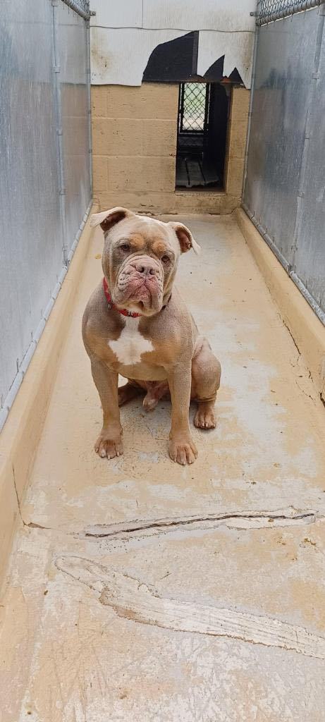 Enlarge Gino, a Adopted American Bully in Fleetwood, PA image 2/2