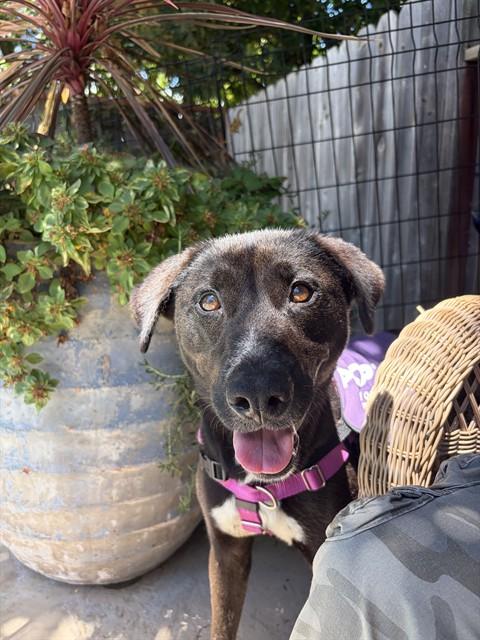 LUNA, Adoptable, Adult Female Pit Bull Terrier.