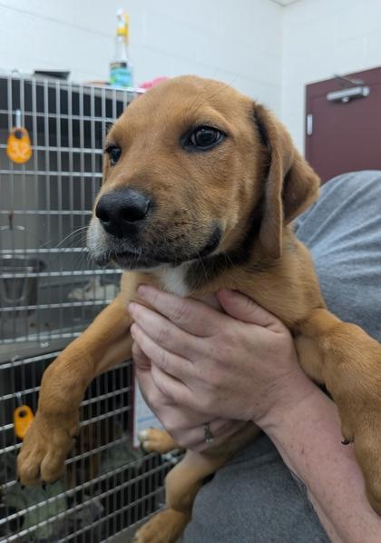 Lionel, Adoptable, Puppy Male Mixed Breed & Mixed Breed.
