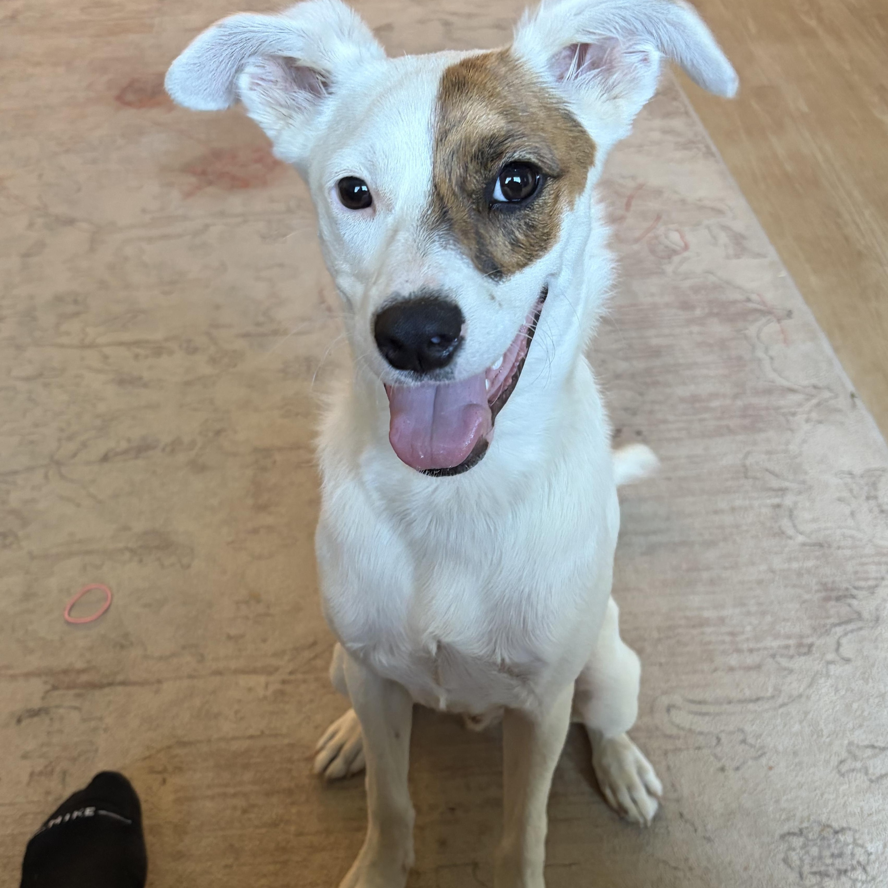 Enlarge Marlo, a Adoptable mixed breed in Poway, CA image 2/4