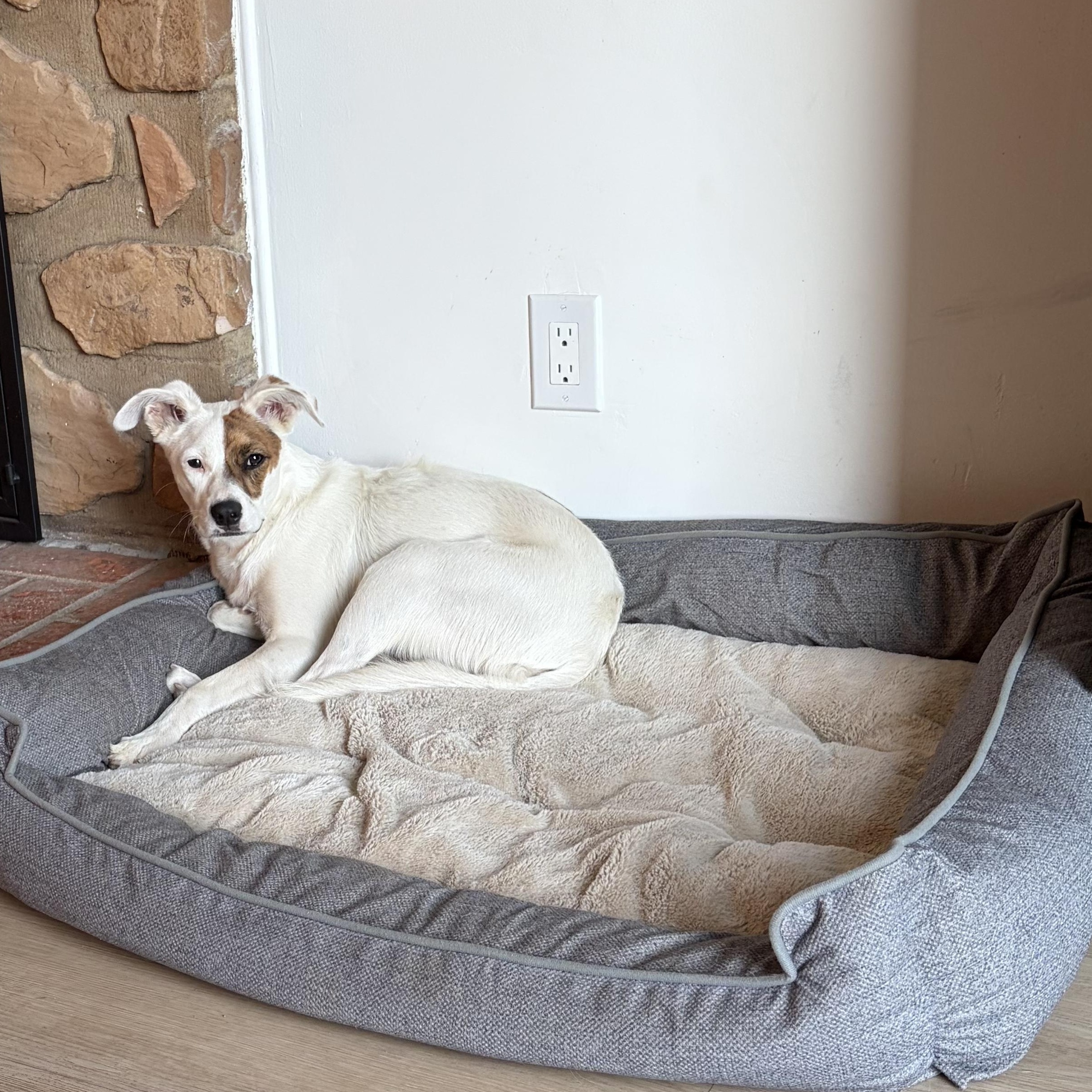 Enlarge Marlo, a Adoptable mixed breed in Poway, CA image 4/4