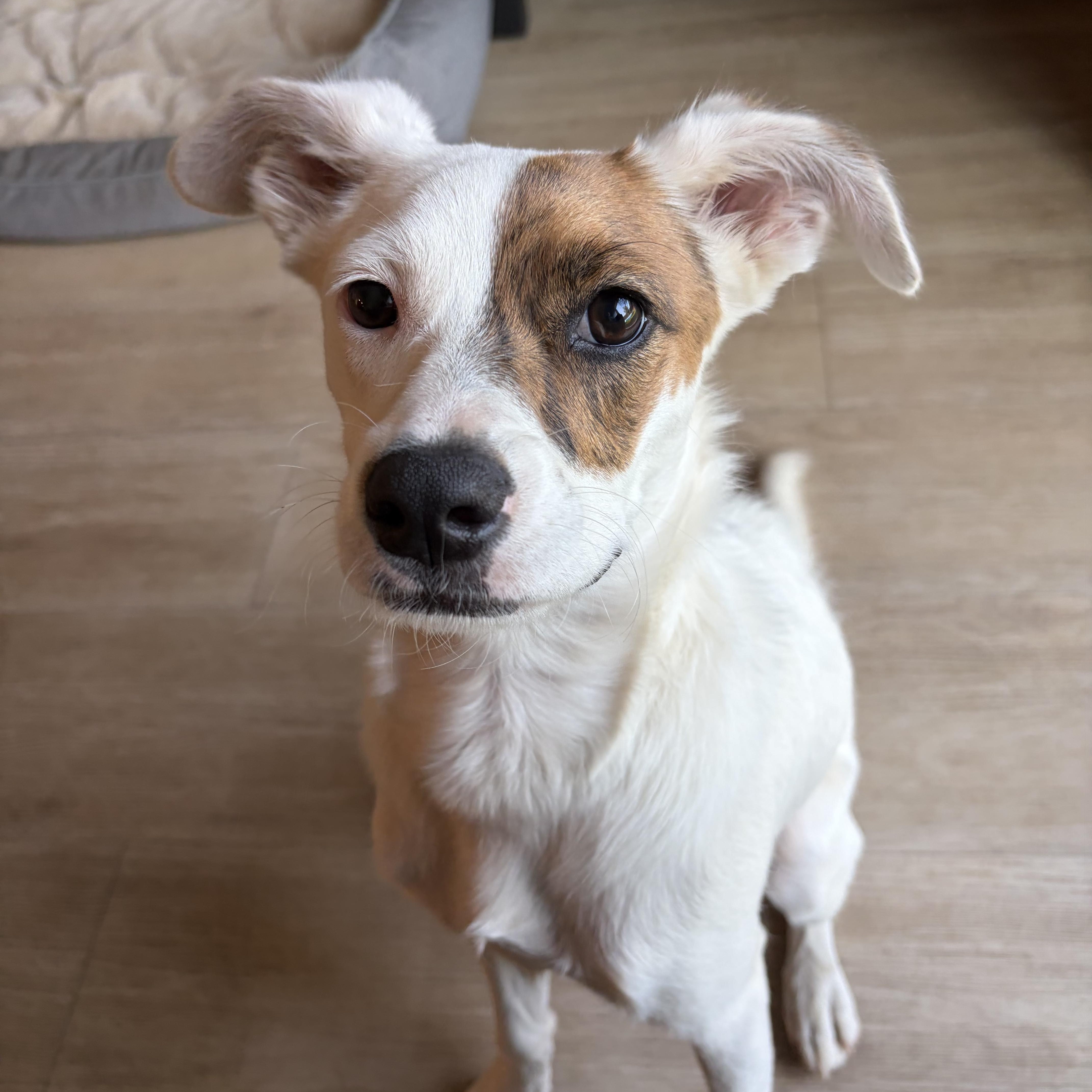 Enlarge Marlo, a Adoptable mixed breed in Poway, CA image 3/4