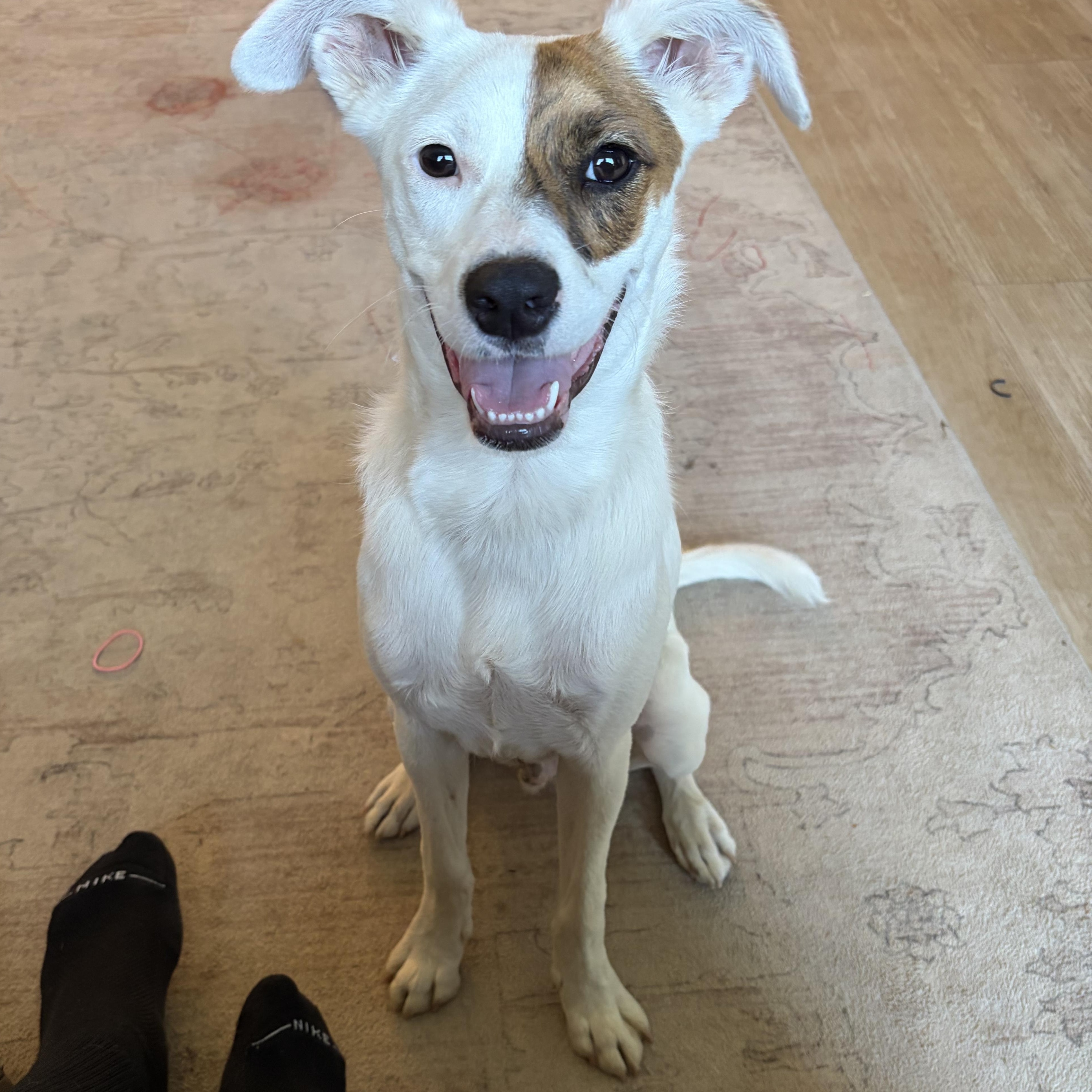 Marlo, Adoptable, Puppy Male Australian Cattle Dog / Blue Heeler.