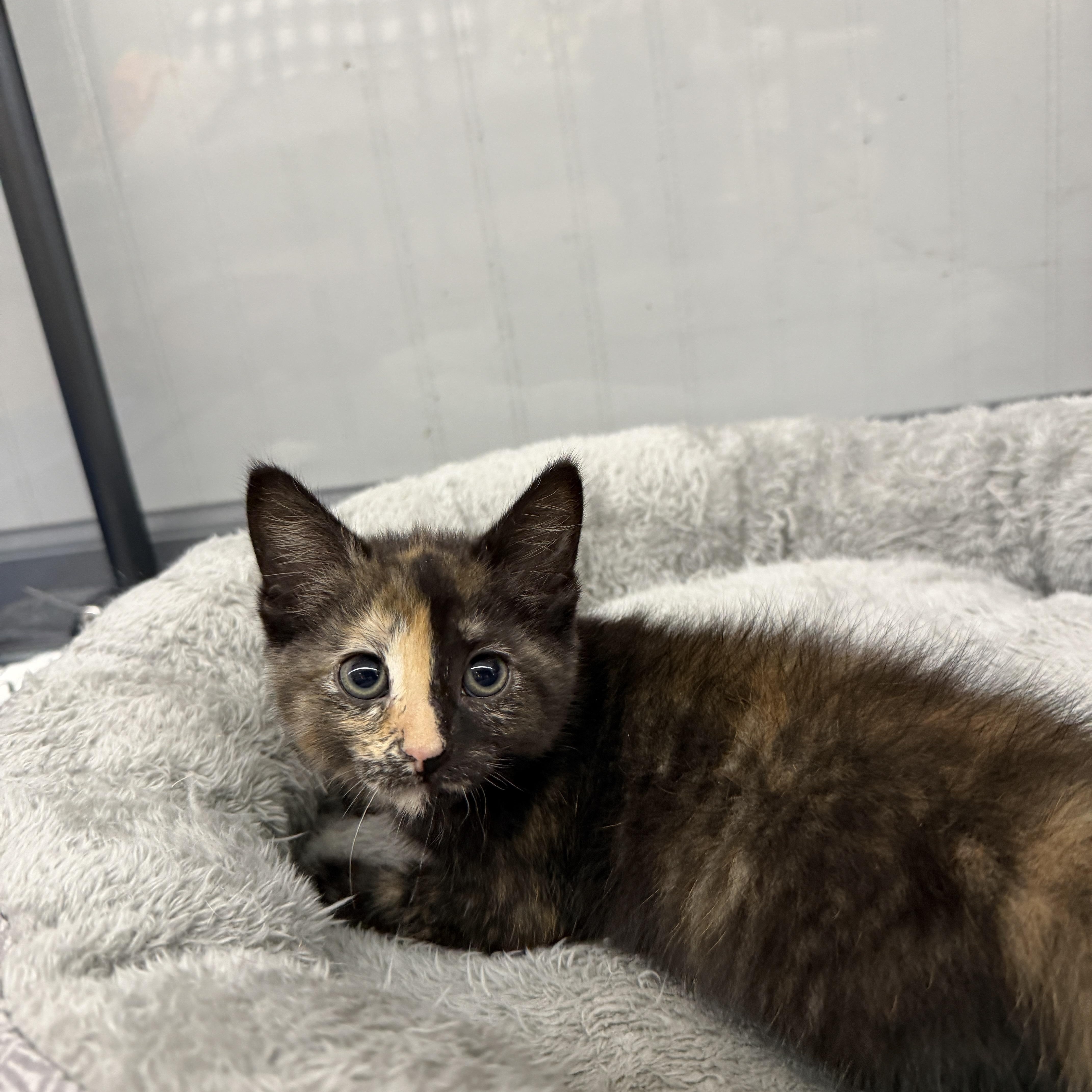 Enlarge Mink, an adoptable Domestic Short Hair in Wayland, MI image 1/1