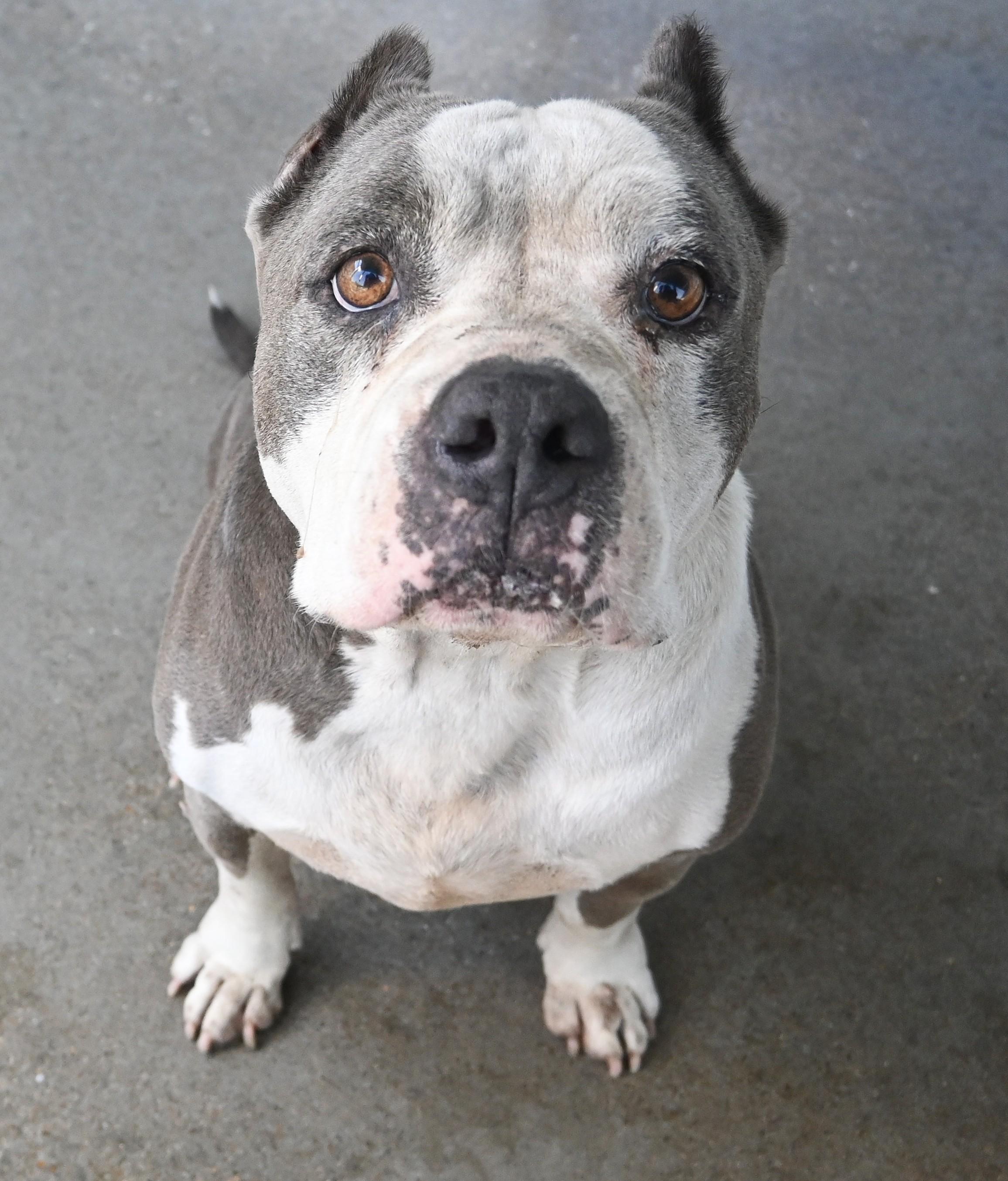 22674, Adoptable, Senior Male Pit Bull Terrier.