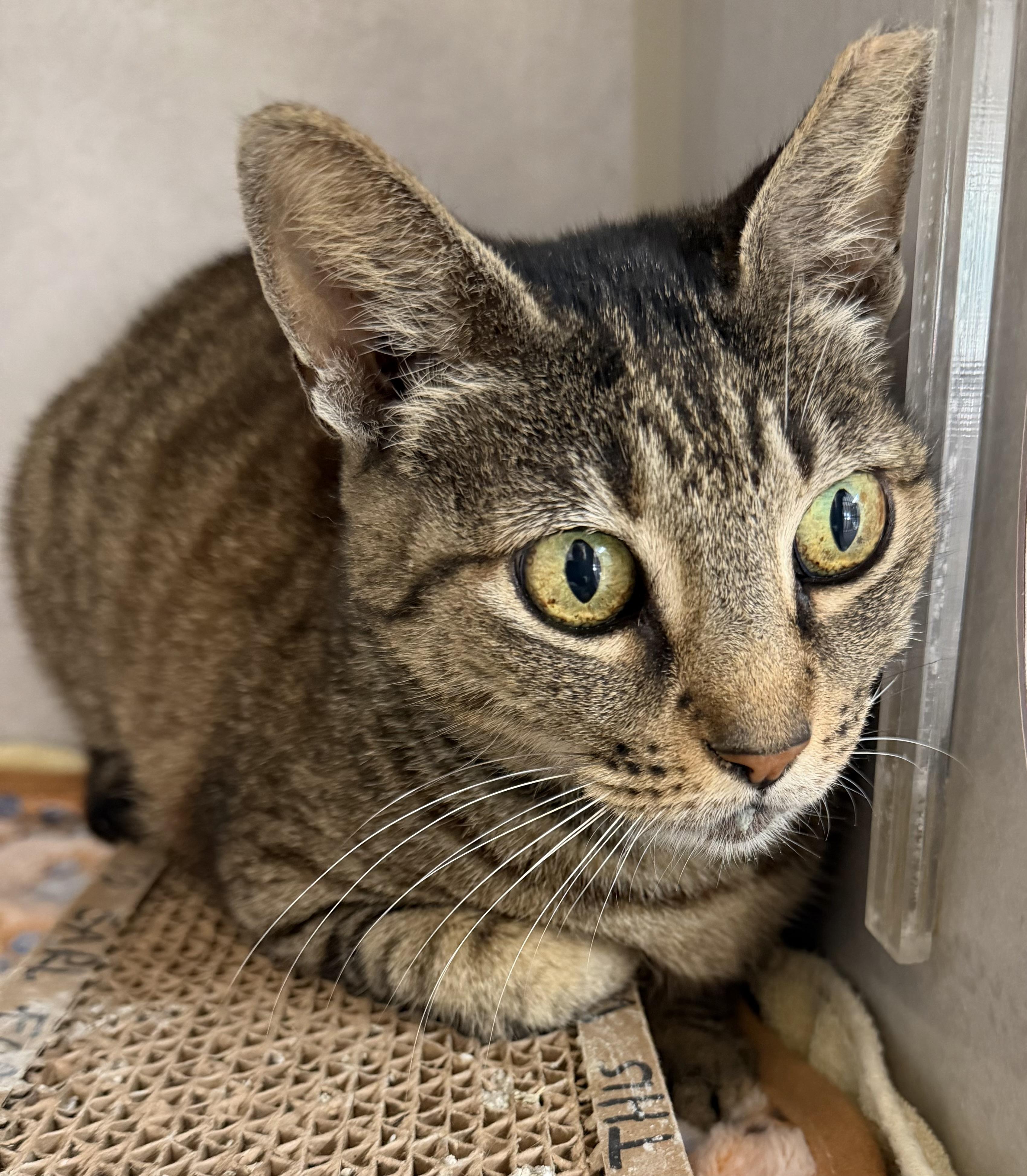 Enlarge Squirmy, an adoptable mixed breed in Salem, NH image 2/2