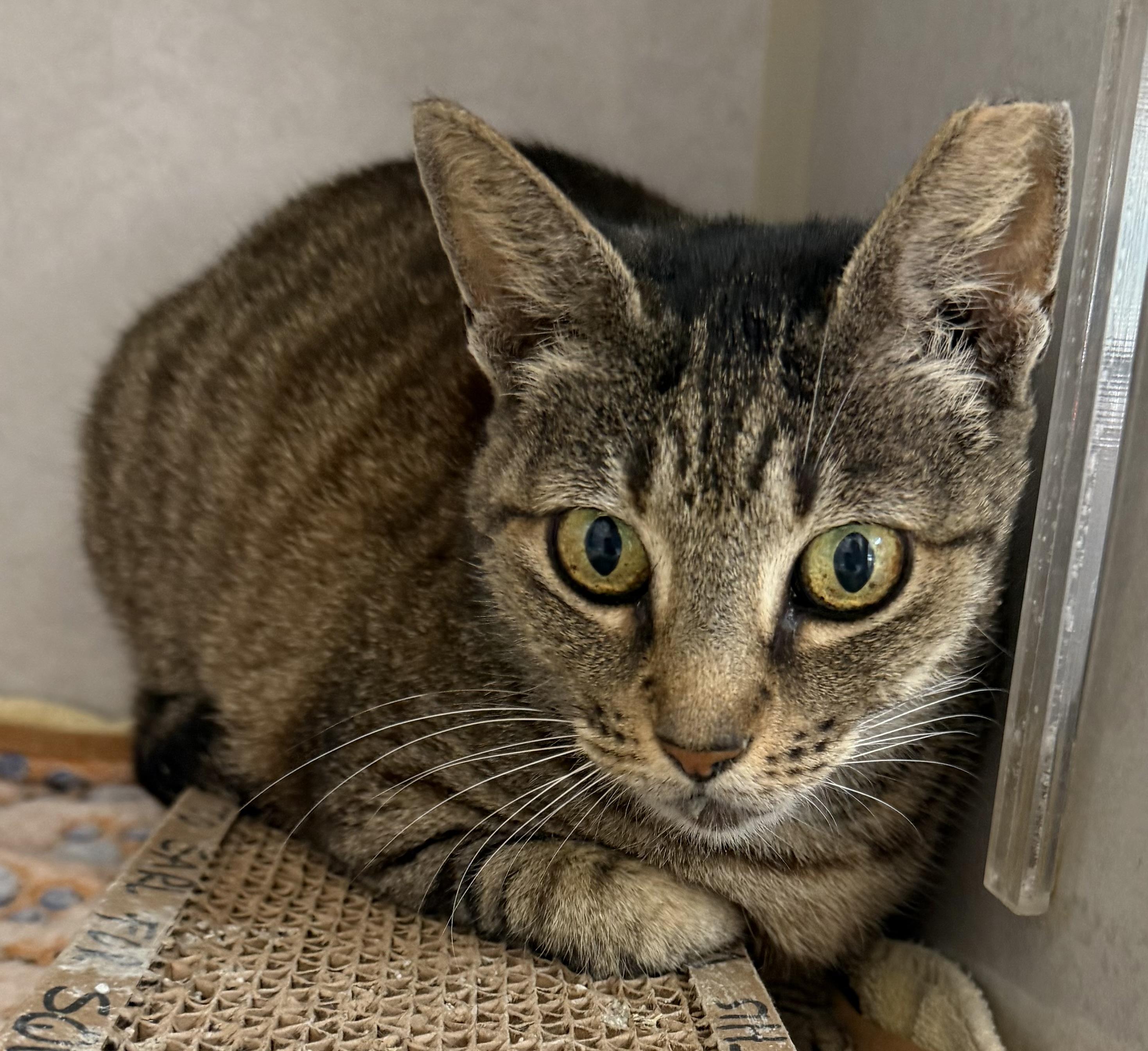Squirmy, adoptable, Adult Female Domestic Short Hair.