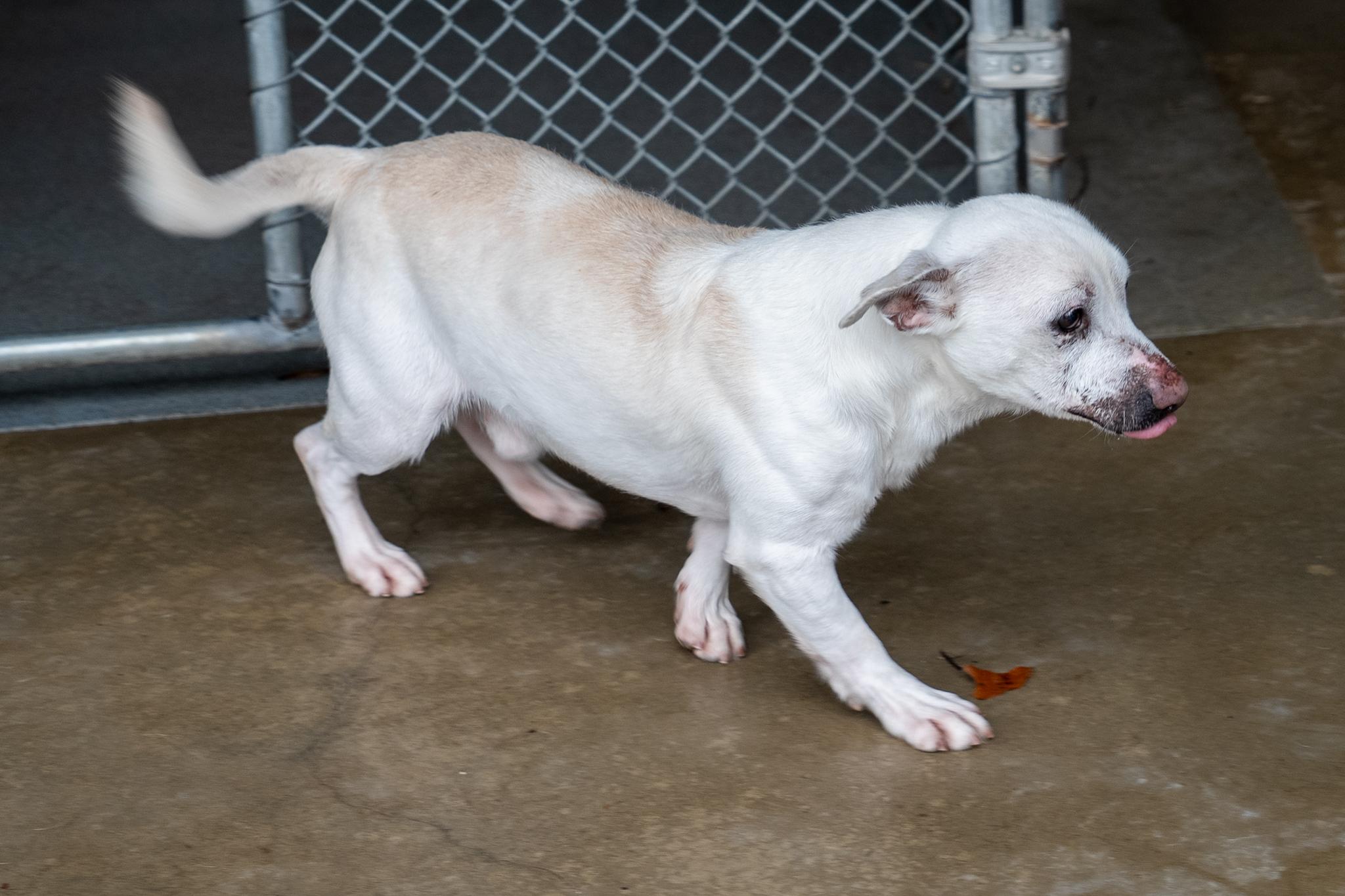 Billy, a ADOPTABLE mixed breed in King George, VA image 5/6