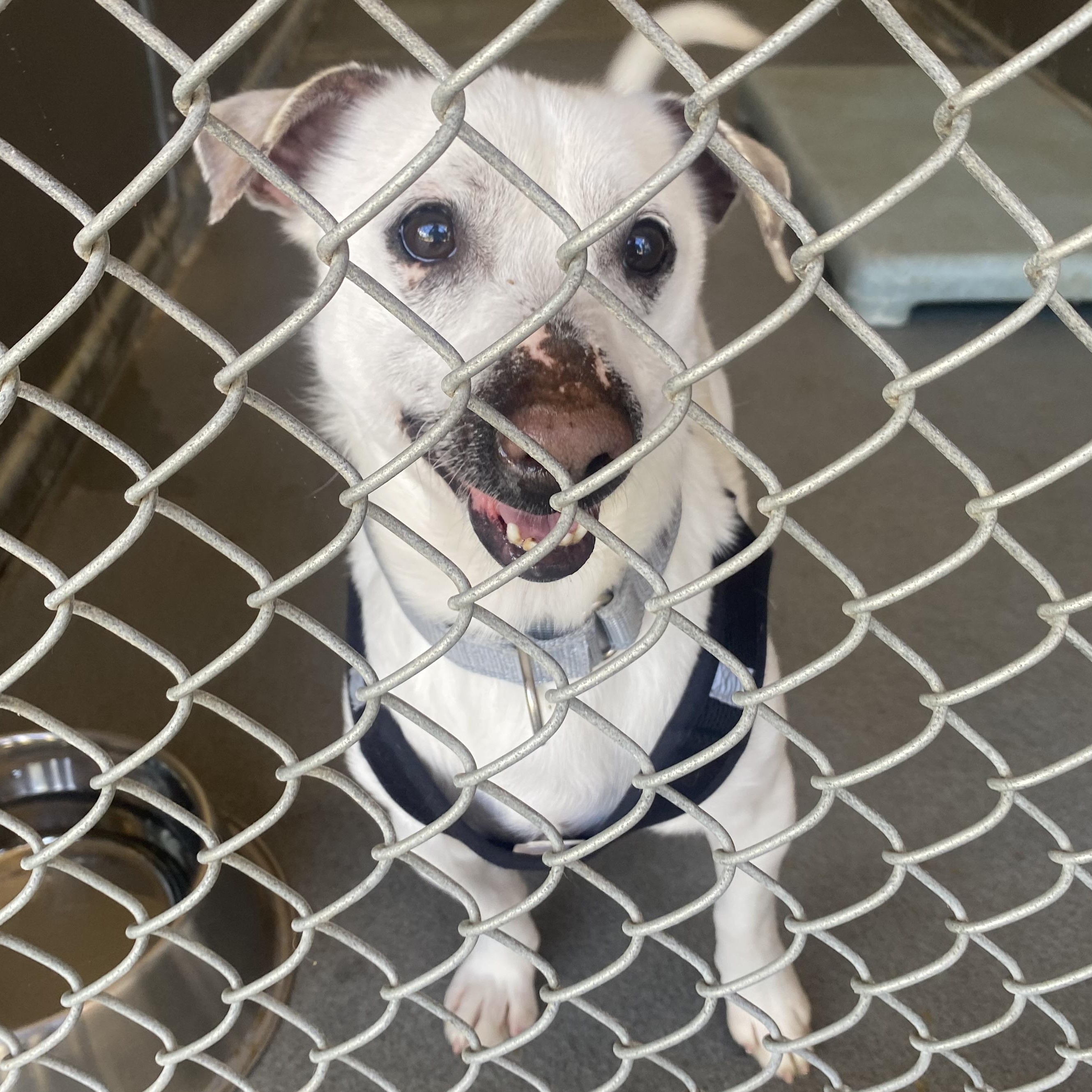 Enlarge Billy, a ADOPTABLE mixed breed in King George, VA image 2/6