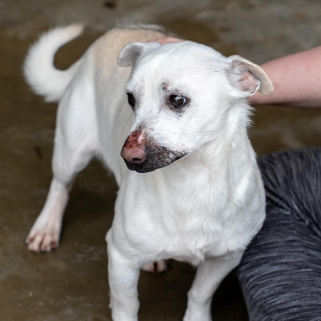 Billy, a ADOPTABLE mixed breed in King George, VA image 2/6