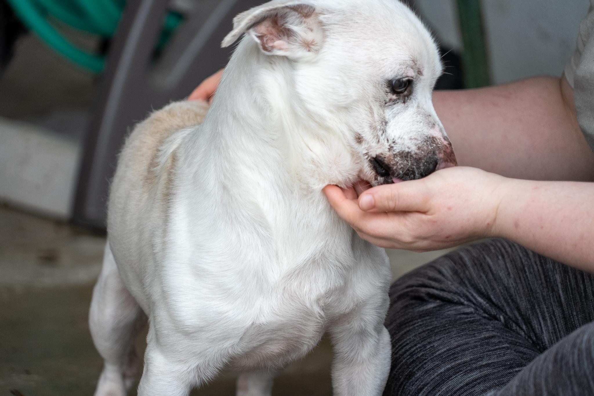 Billy, a ADOPTABLE mixed breed in King George, VA image 6/6