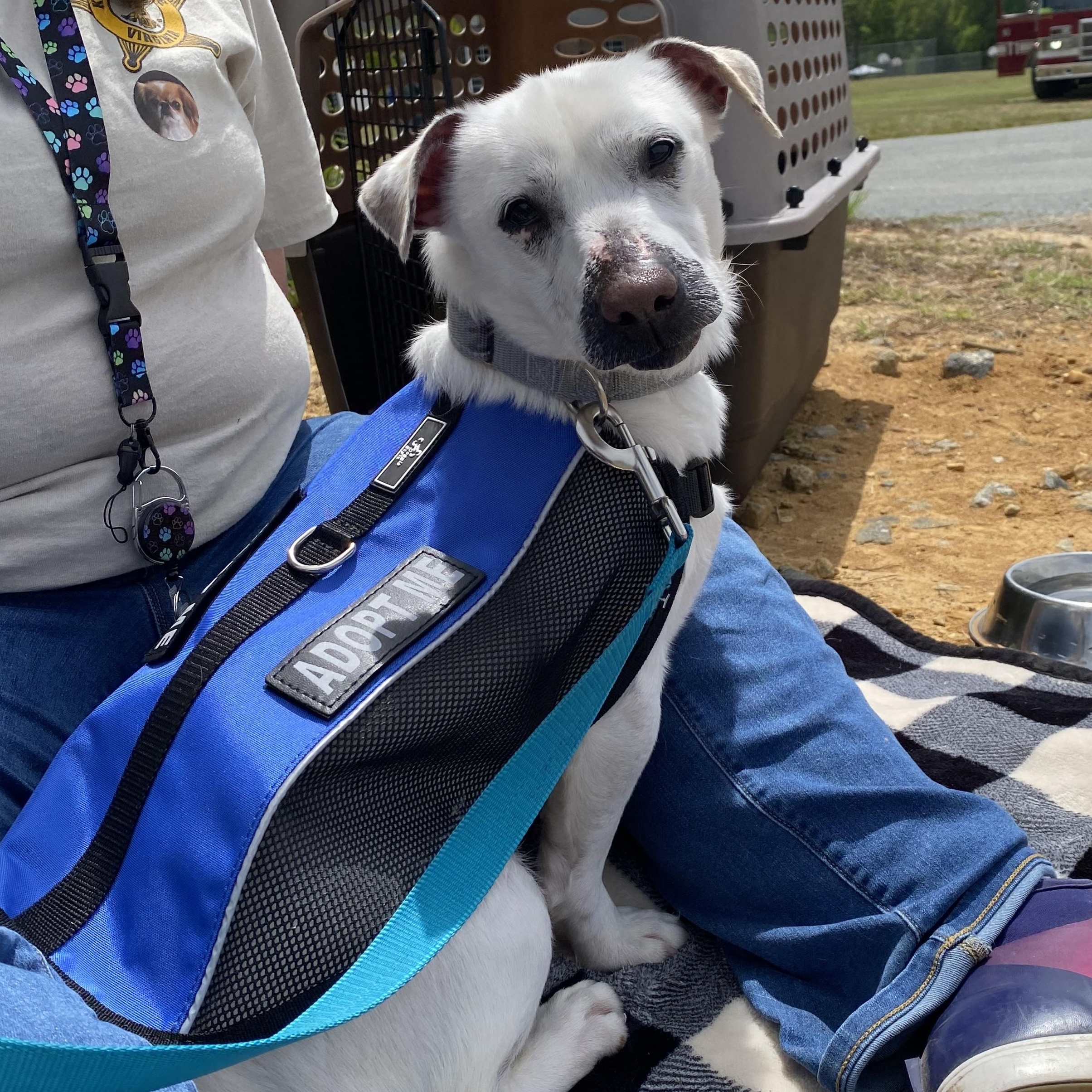 Enlarge Billy, a ADOPTABLE mixed breed in King George, VA image 1/6