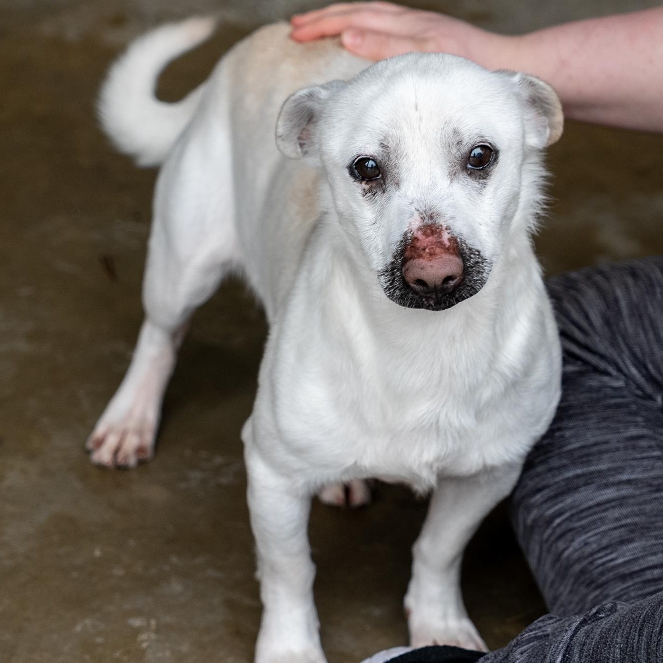 Billy, a ADOPTABLE mixed breed in King George, VA image 1/6