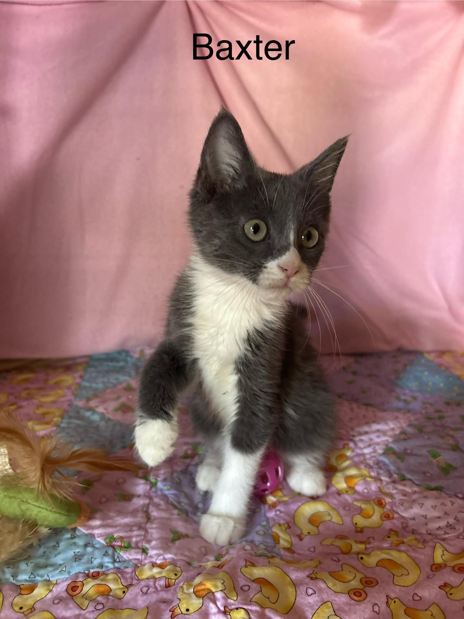 Baxter, Baby Female Domestic Short Hair