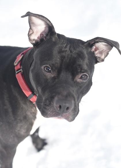 Carbon, Adoptable, Adult Male Mixed Breed & Mixed Breed.