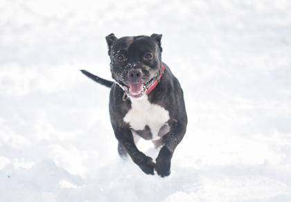 Enlarge Carbon, a Adoptable Mixed Breed in Jamestown, NY image 3/3