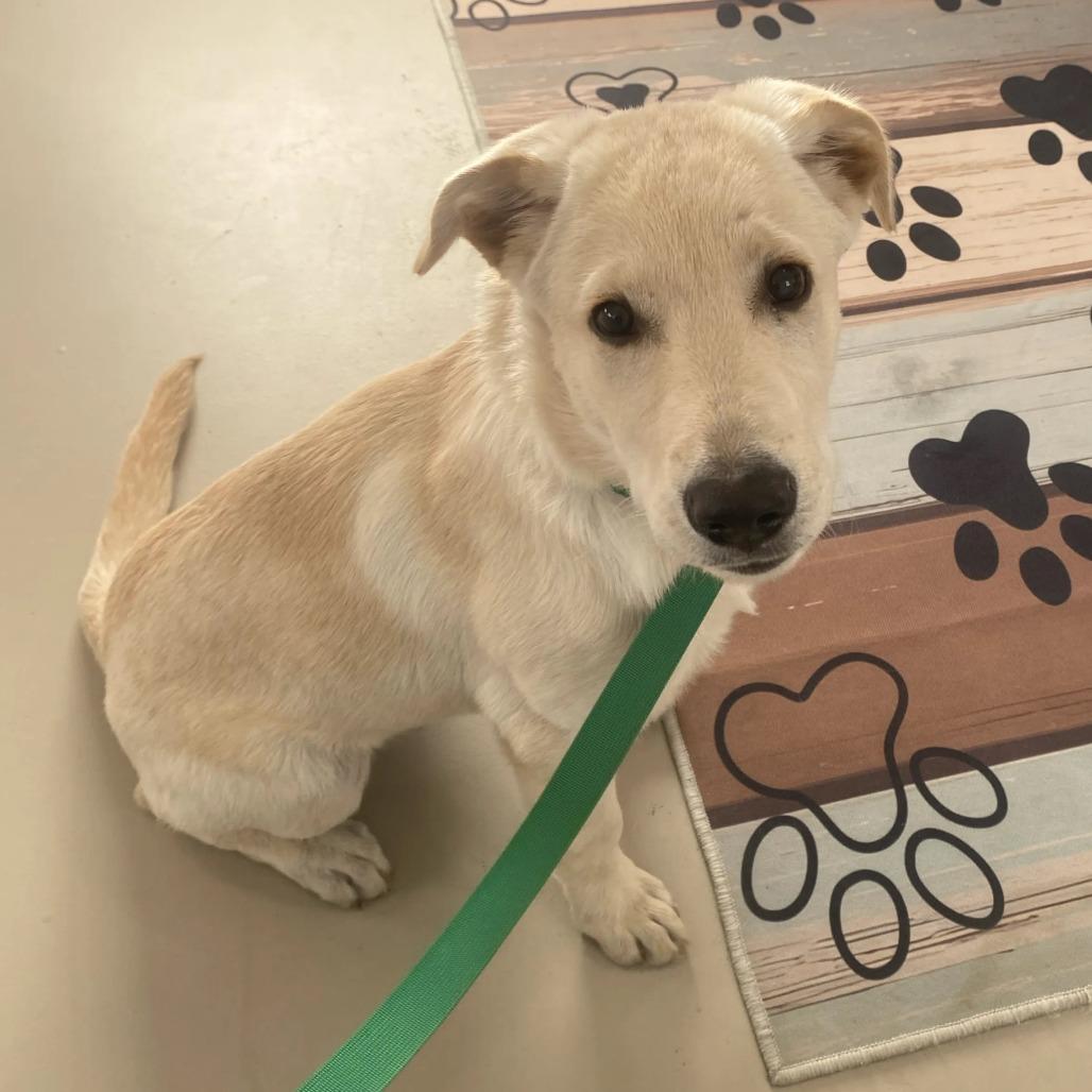 Enlarge Pablo, a Adoptable Yellow Labrador Retriever in Chillicothe, IL image 1/1