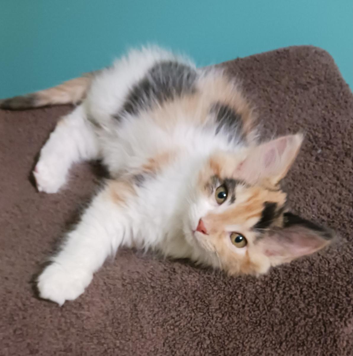 Enlarge Cindy Lou, a ADOPTABLE Domestic Long Hair in Bardstown, KY image 2/3