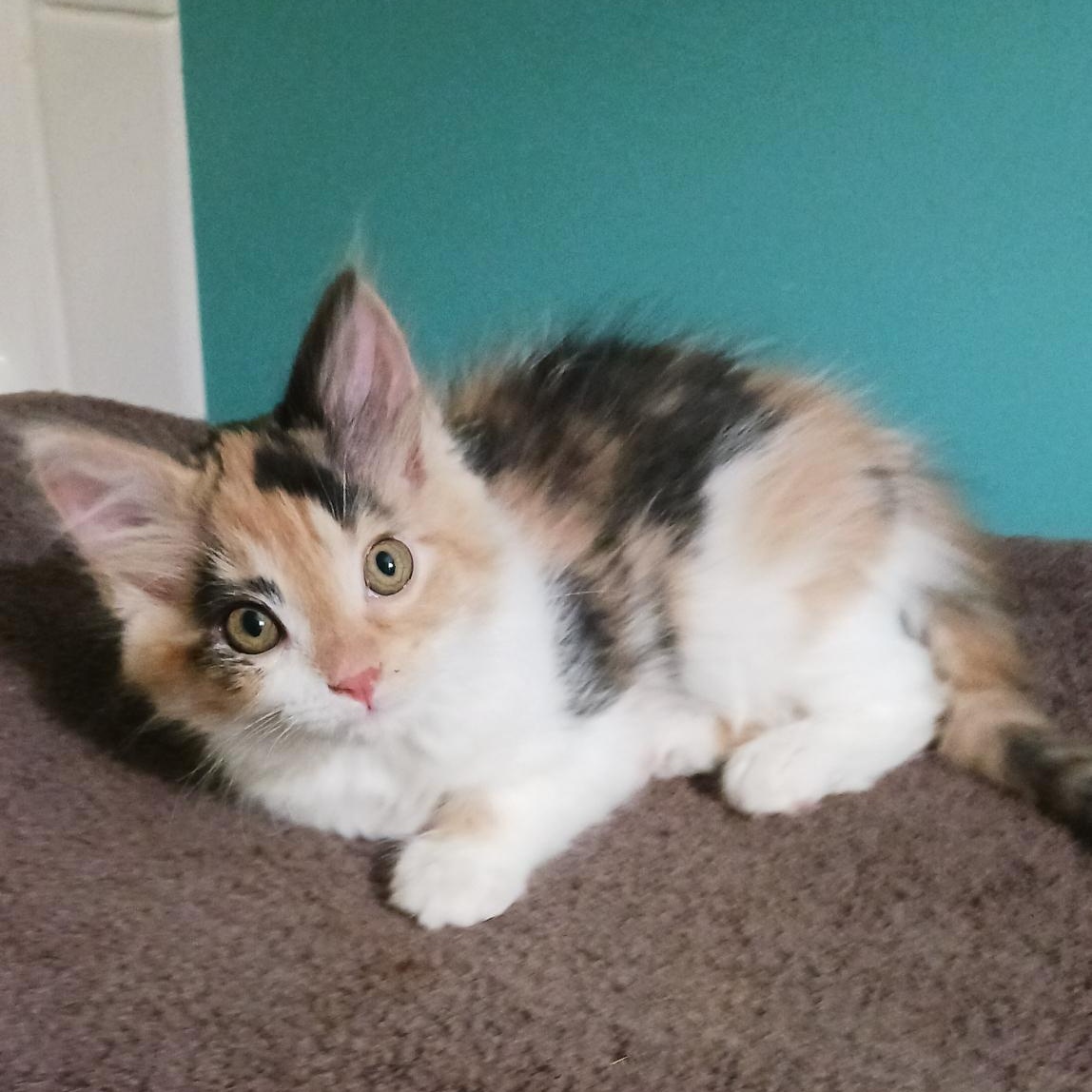 Enlarge Cindy Lou, a ADOPTABLE Domestic Long Hair in Bardstown, KY image 1/3