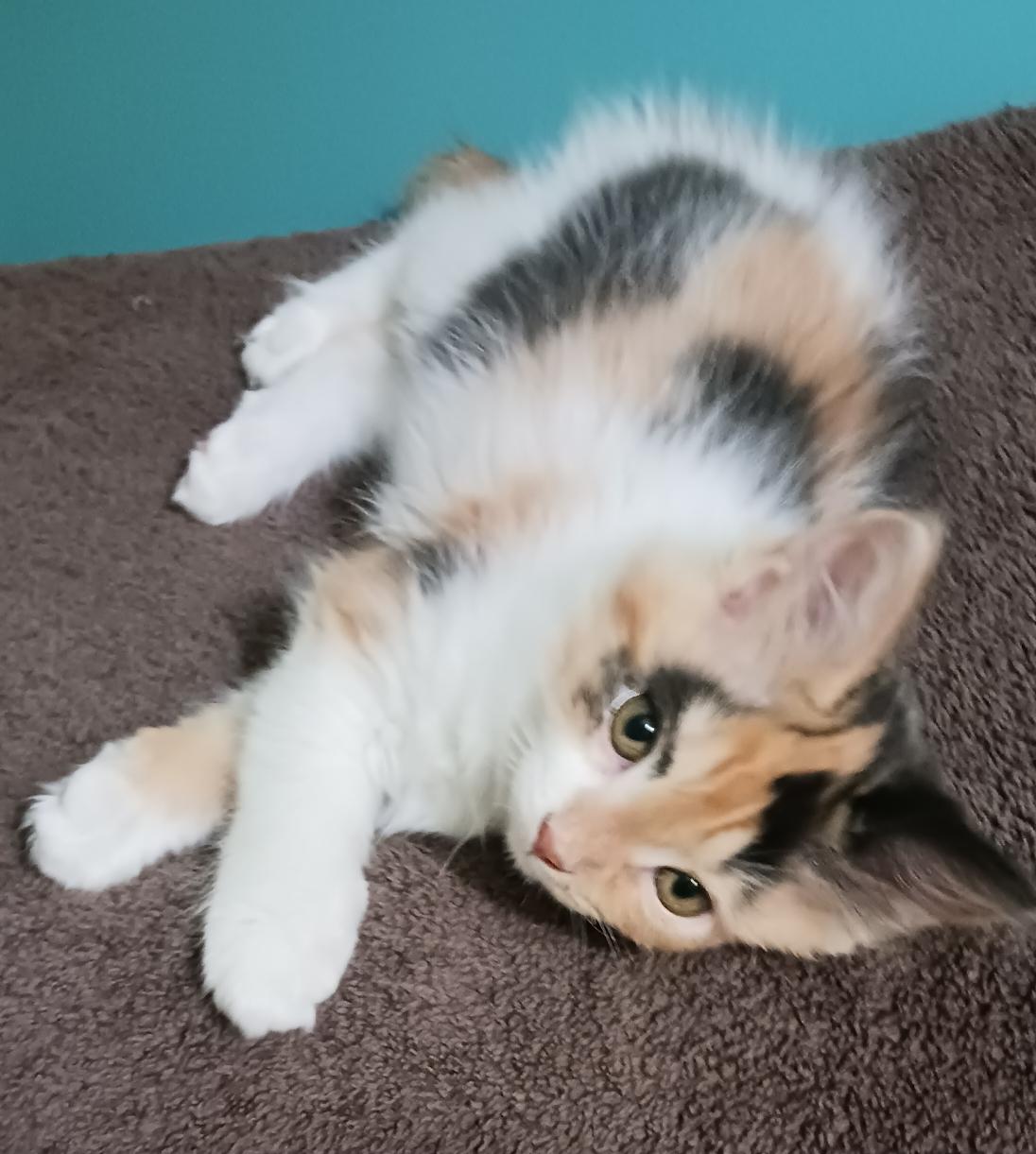 Enlarge Cindy Lou, a ADOPTABLE Domestic Long Hair in Bardstown, KY image 3/3