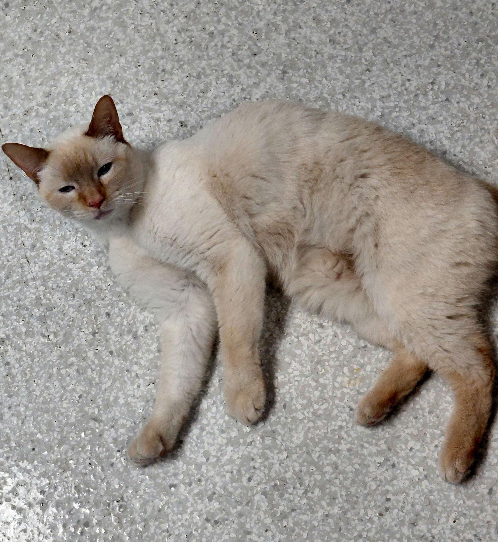 Enlarge Bailey, a Adoptable Domestic Short Hair in Montello, WI image 2/3