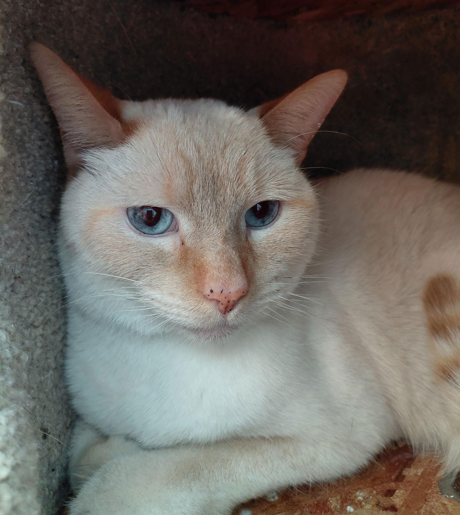 Enlarge Bailey, a Adoptable Domestic Short Hair in Montello, WI image 3/3