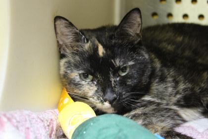 Maple, Adoptable, Adult Female Domestic Short Hair & Domestic Short Hair.