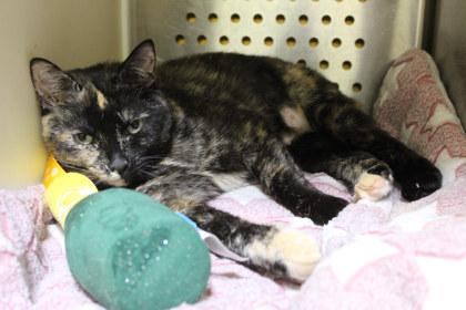 Maple, a Adoptable mixed breed in Kansas City, MO image 2/2