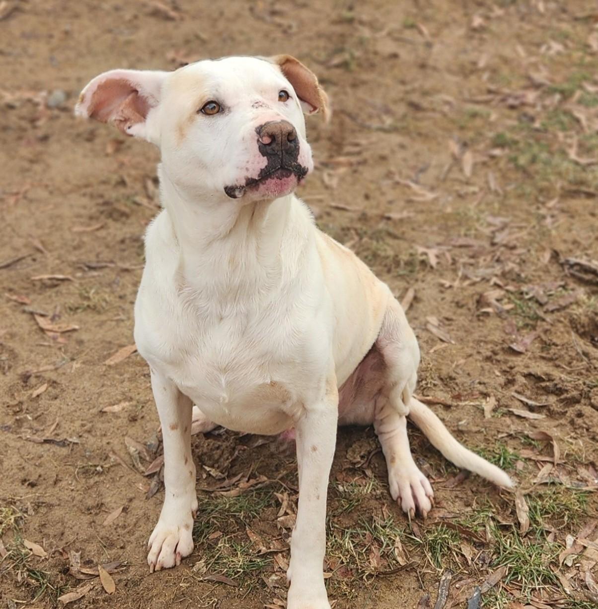 Enlarge Willow, a Adoptable Pit Bull Terrier in Stanley, VA image 2/6