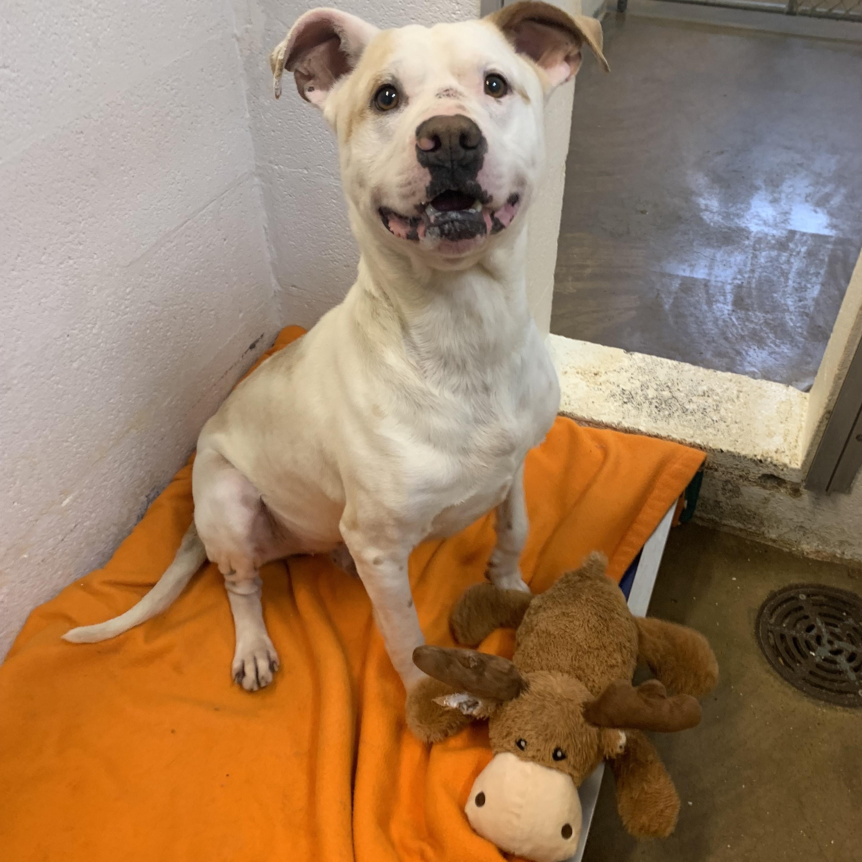 Enlarge Willow, a Adoptable Pit Bull Terrier in Stanley, VA image 3/6