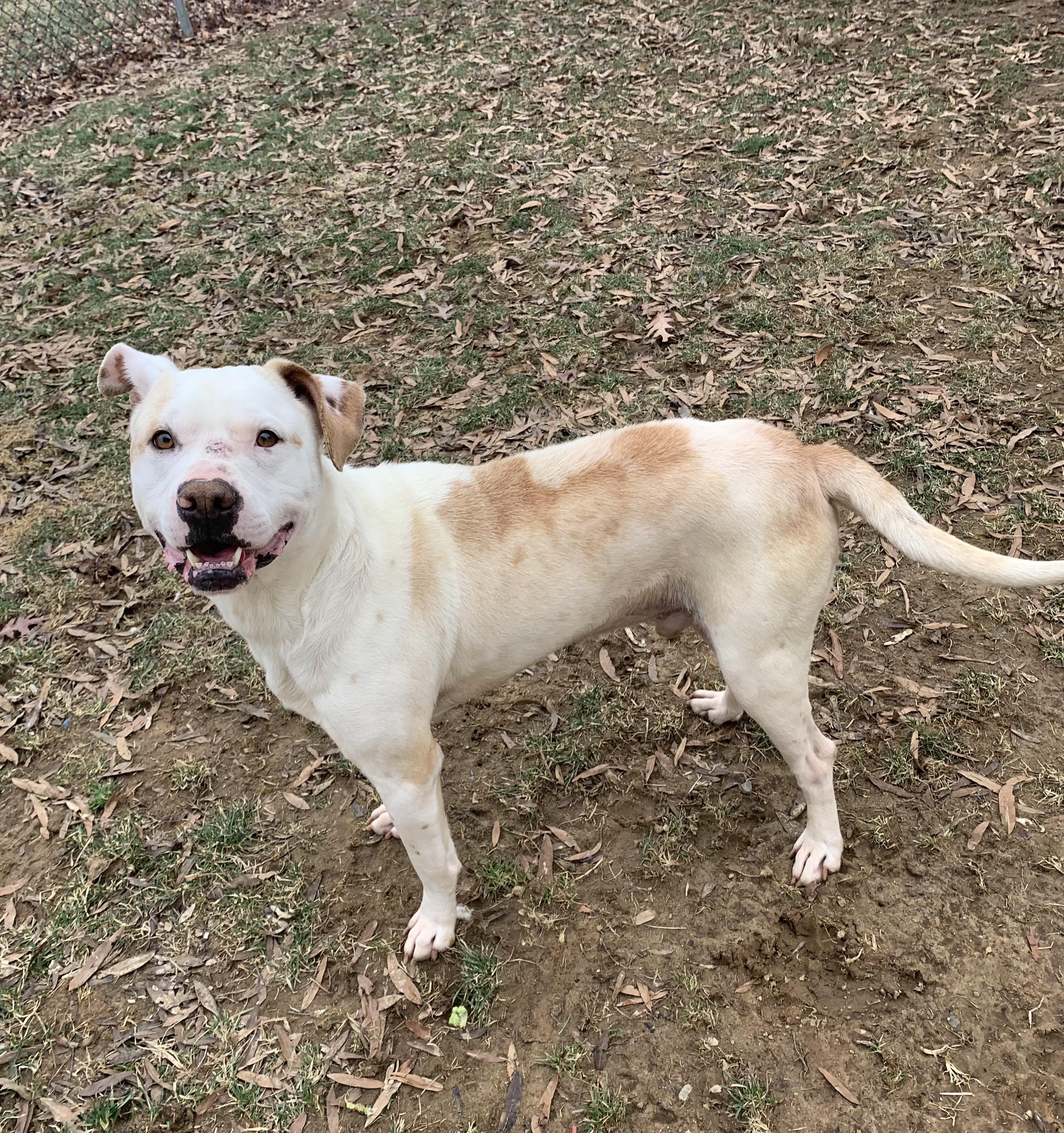 Enlarge Willow, a Adoptable Pit Bull Terrier in Stanley, VA image 4/6