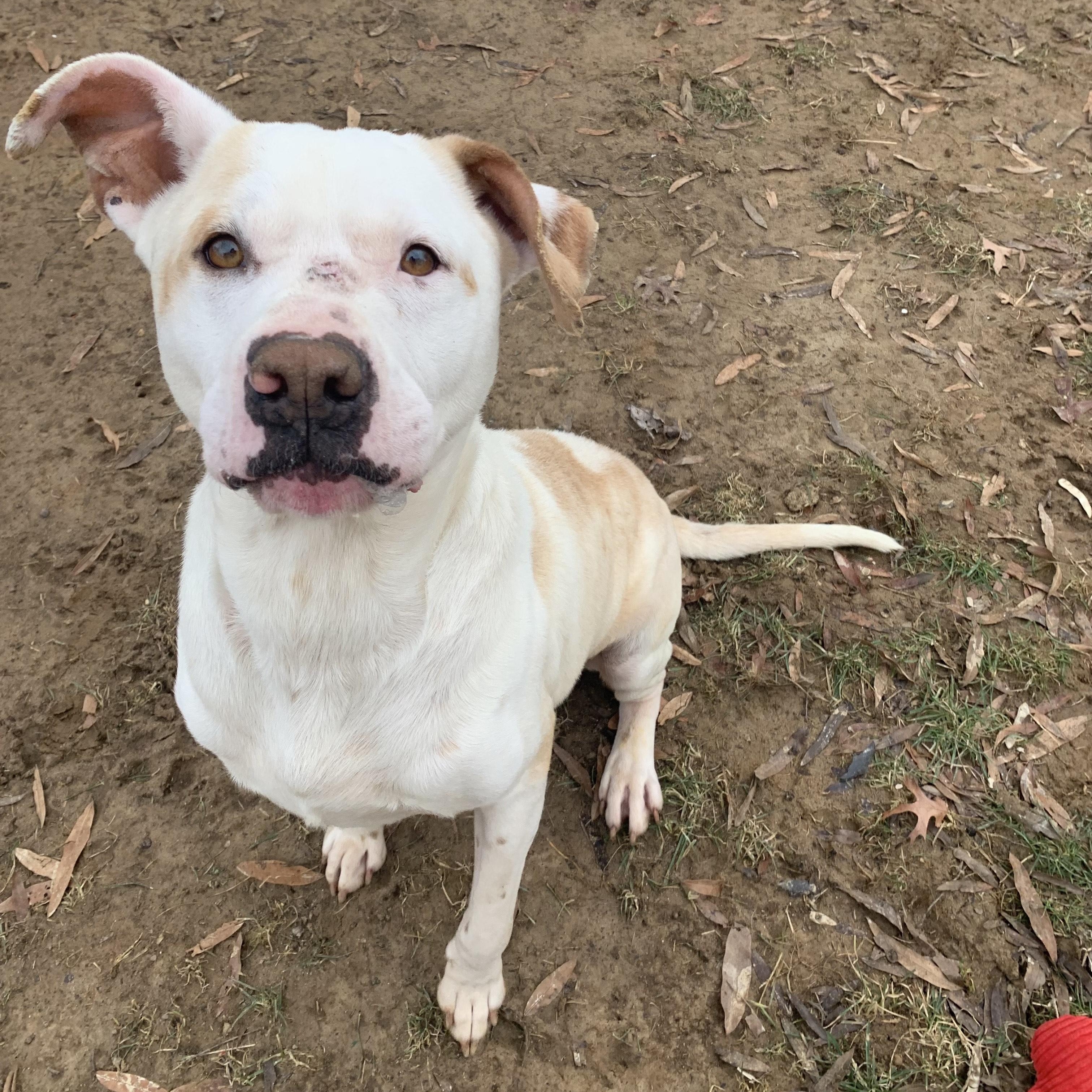 Willow, Adoptable, Adult Male Pit Bull Terrier.