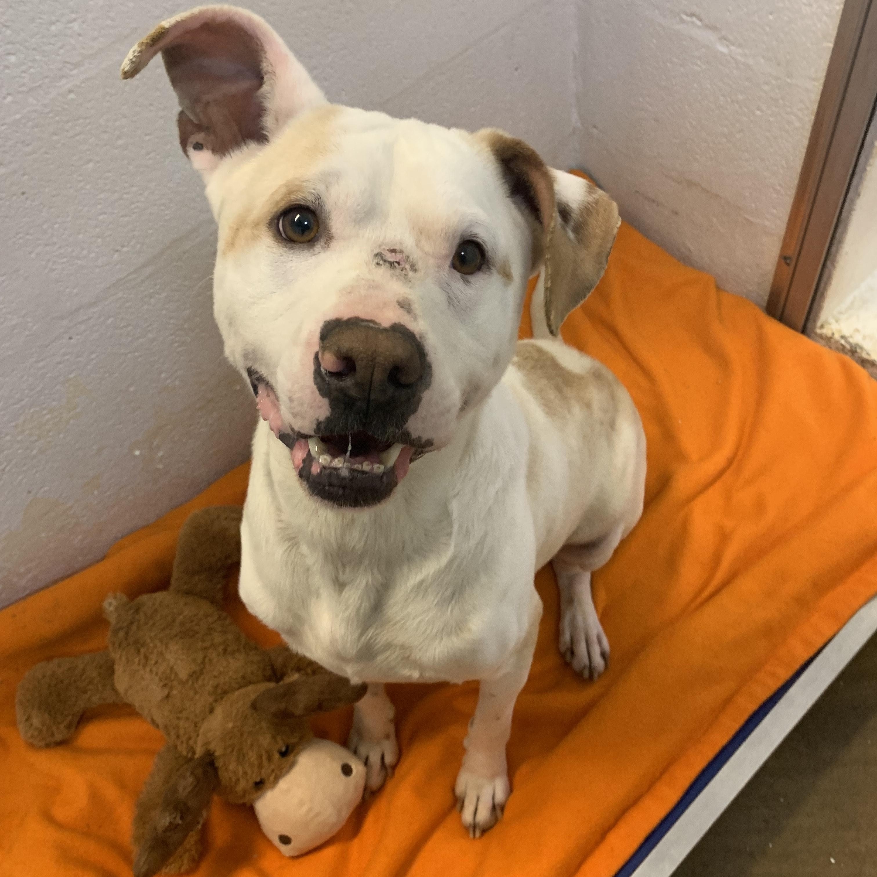 Enlarge Willow, a Adoptable Pit Bull Terrier in Stanley, VA image 5/6